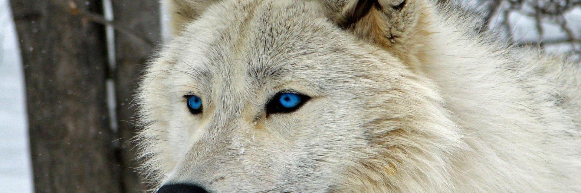 1920x640 Download 1920x640 White Wolf, Majestic, Blue Eyes, Muzzle Wallpaper