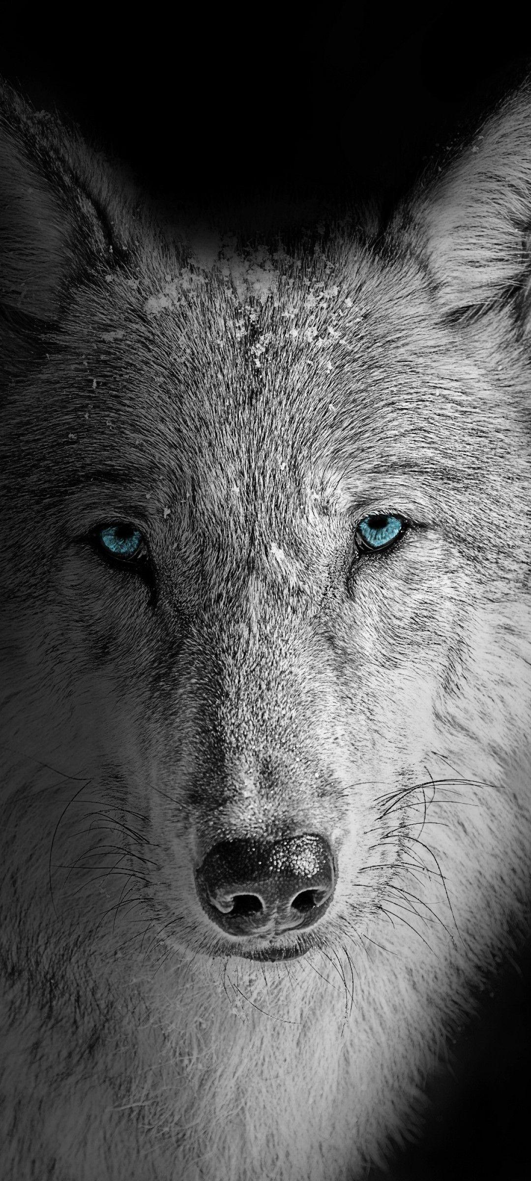 1080x2400 Wolf 4K Wallpaper, Beast, Wild, White wolf, Black background, Animals