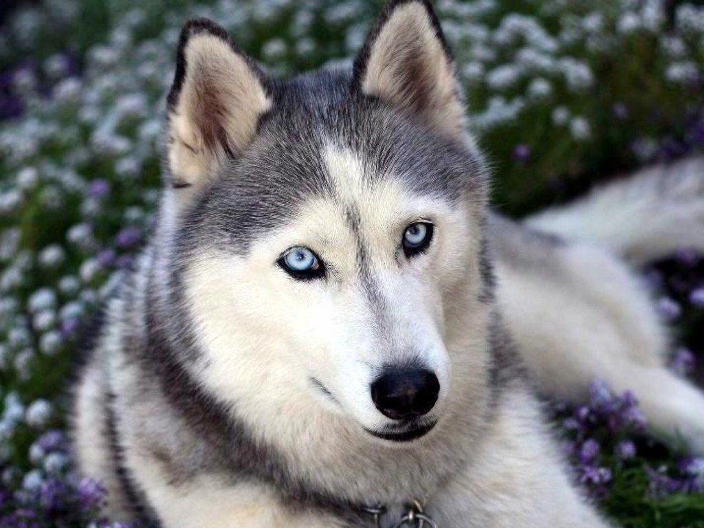 1024x768 Dog Blue Eyes wallpaperx768