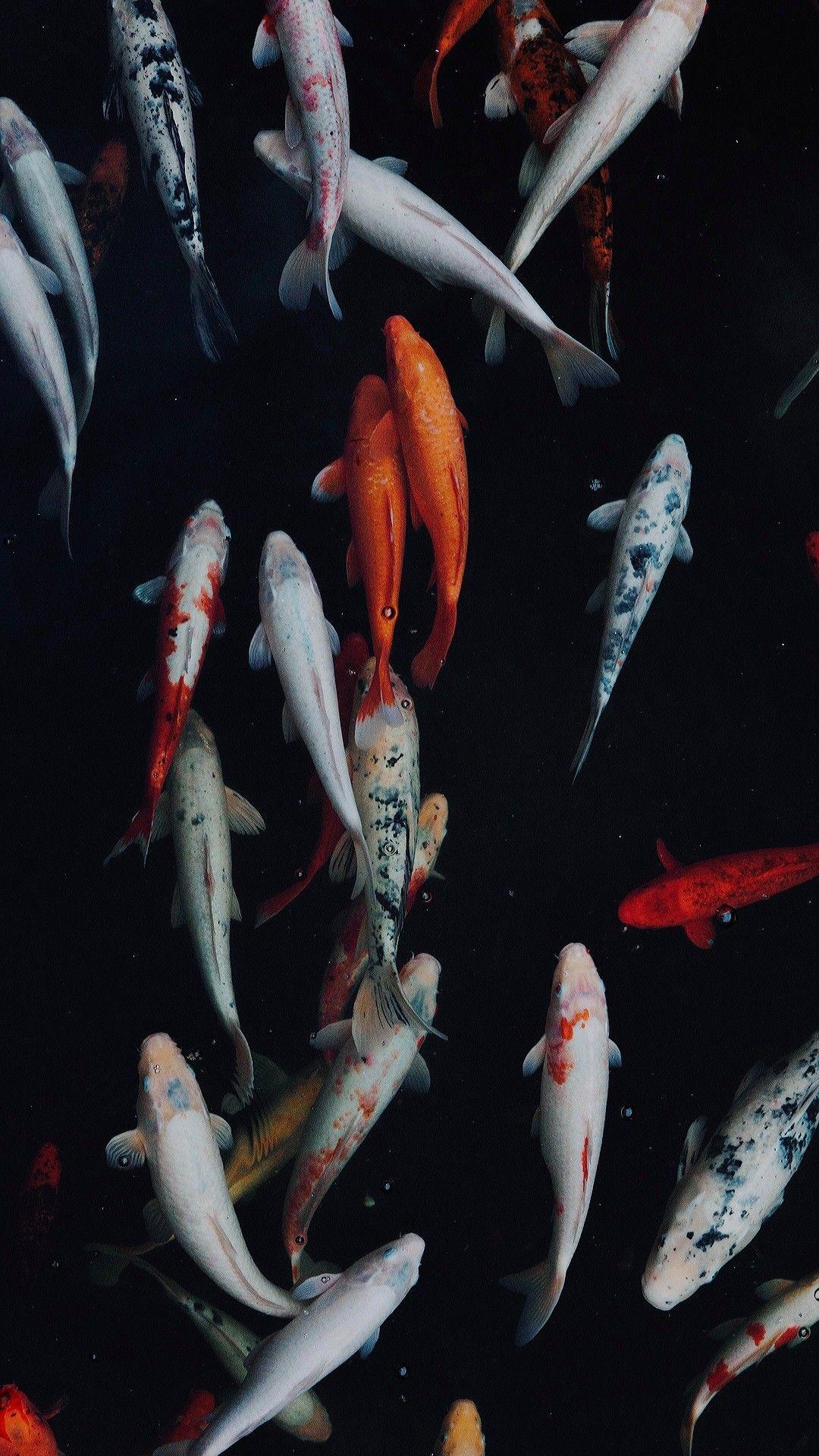 1080x1920 Koi fish. Koi wallpaper, Fish wallpaper iphone, Fish wallpaper