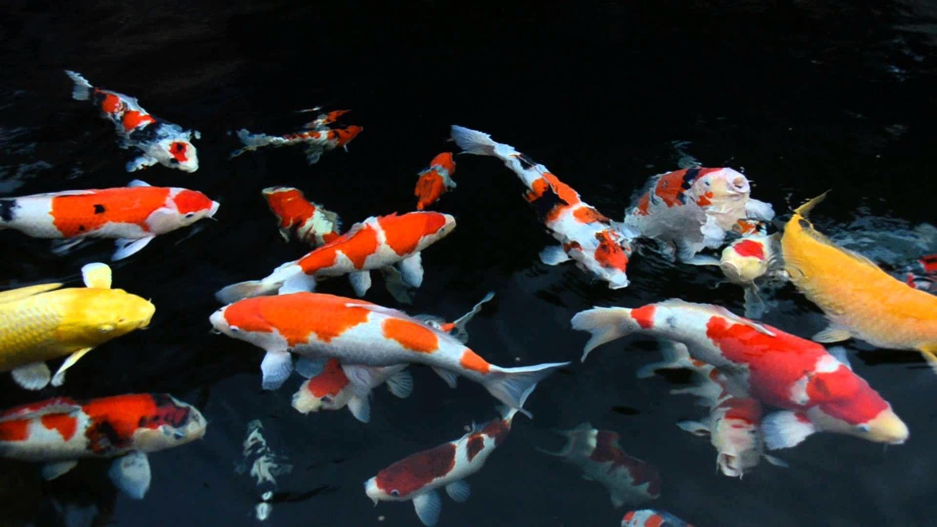 1920x1080 Koi Pond Wallpaper