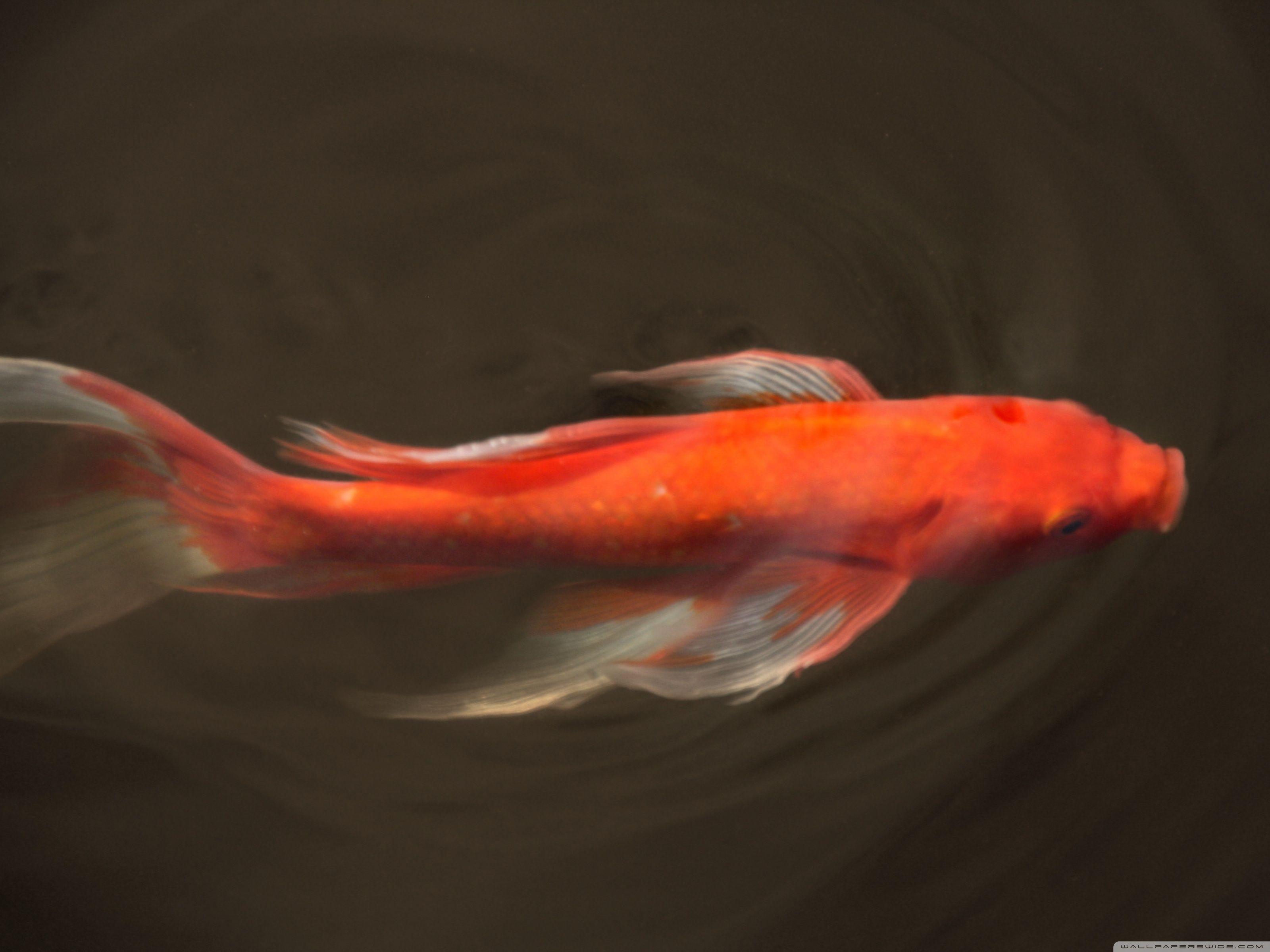 3200x2400 Koi Fish Ultra HD Desktop Background Wallpaper for 4K UHD TV : Multi Display, Dual Monitor : Tablet