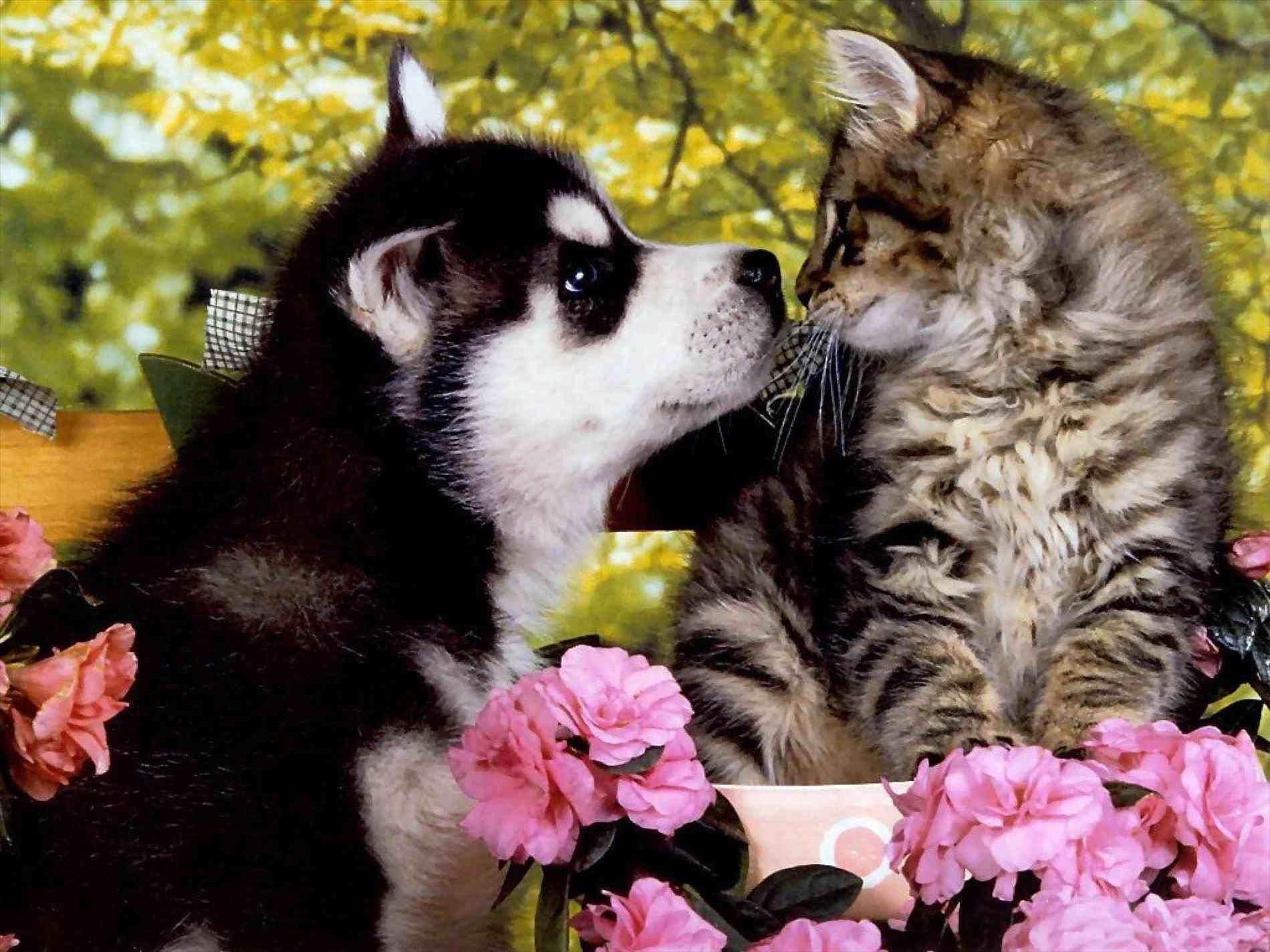 1900x1425 christmas kittens wallpaper.site. Cute cats and dogs, Kittens and puppies, Cute animals