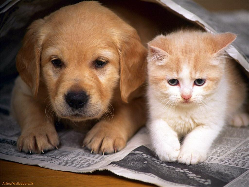 1024x768 Free download Cute Baby Kittens And Puppies 11233 HD Wallpaper in Animals [1024x768] for your Desktop, Mobile & Tablet. Explore Cute Puppy and Kitten Wallpaper. Puppies And Kittens Wallpaper