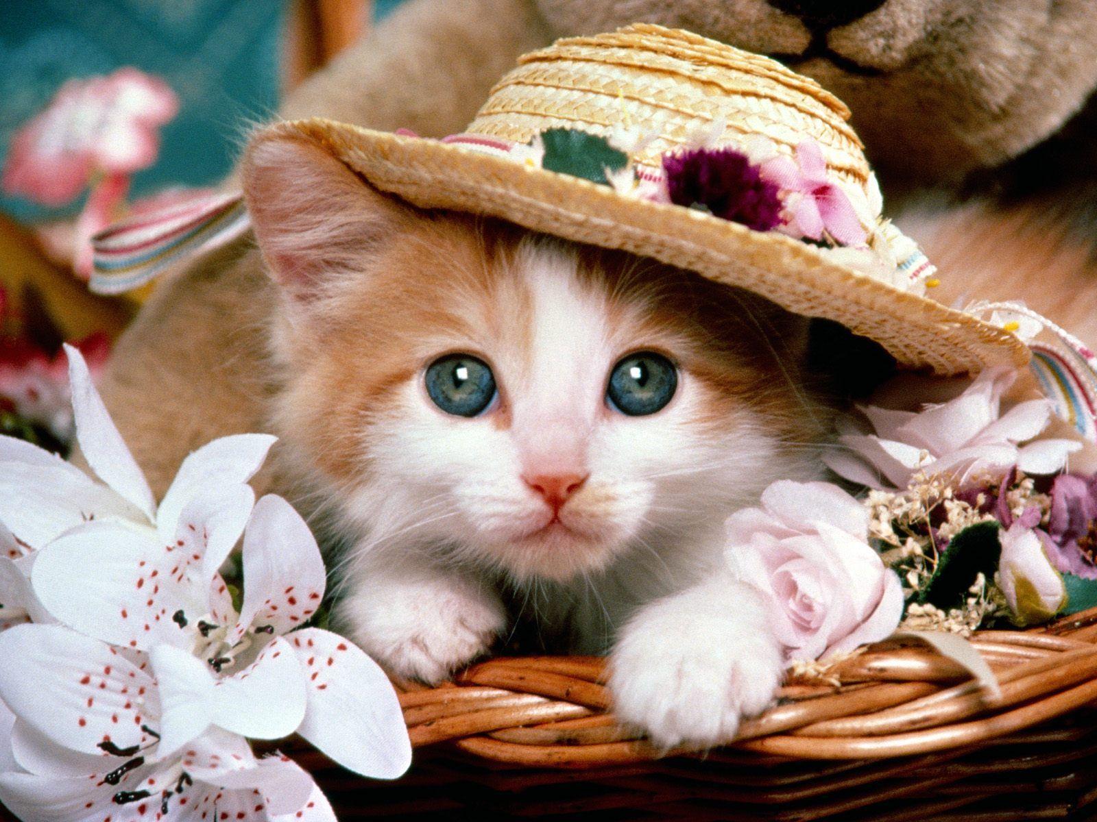 1600x1200 Funny cute Cats and Puppies: Funny cats wallpaper
