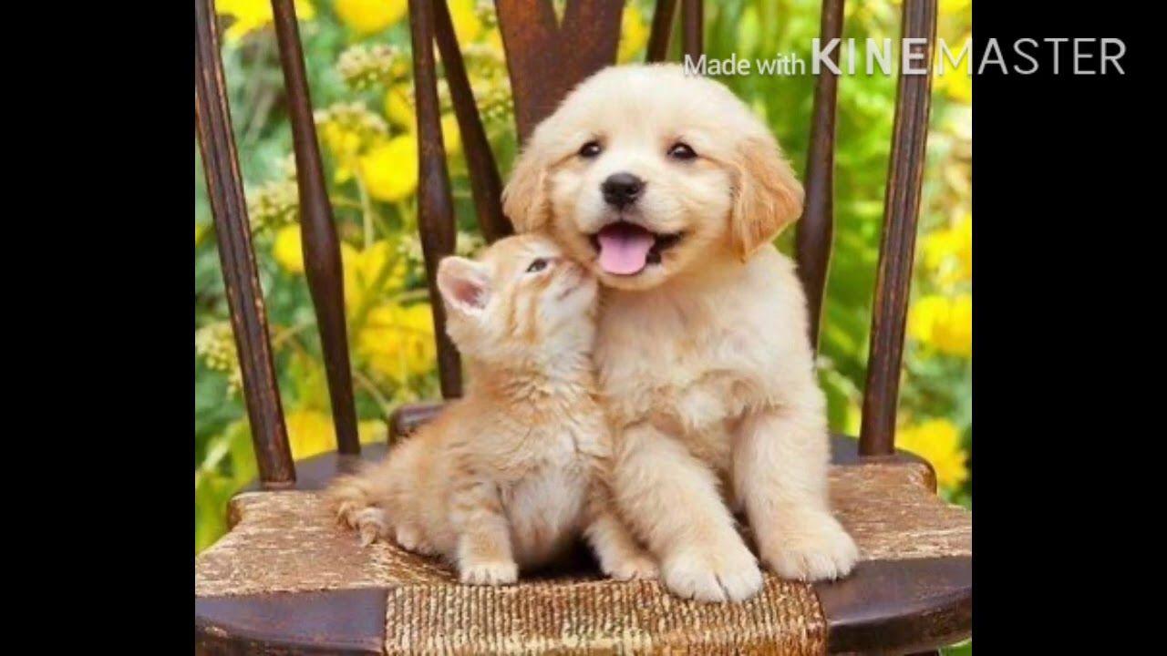 1280x720 Cute puppies and kitty wallpaper
