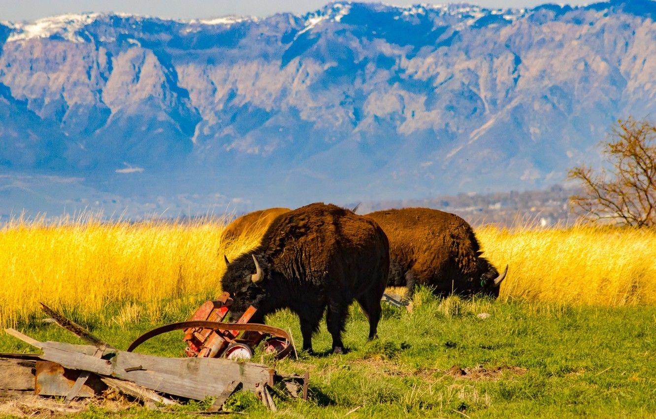 1332x850 Wallpaper horns, field, animals, landscape, nature, mountains, bokeh, wildlife, wild, prairie, Buffalo, bison image for desktop, section животные