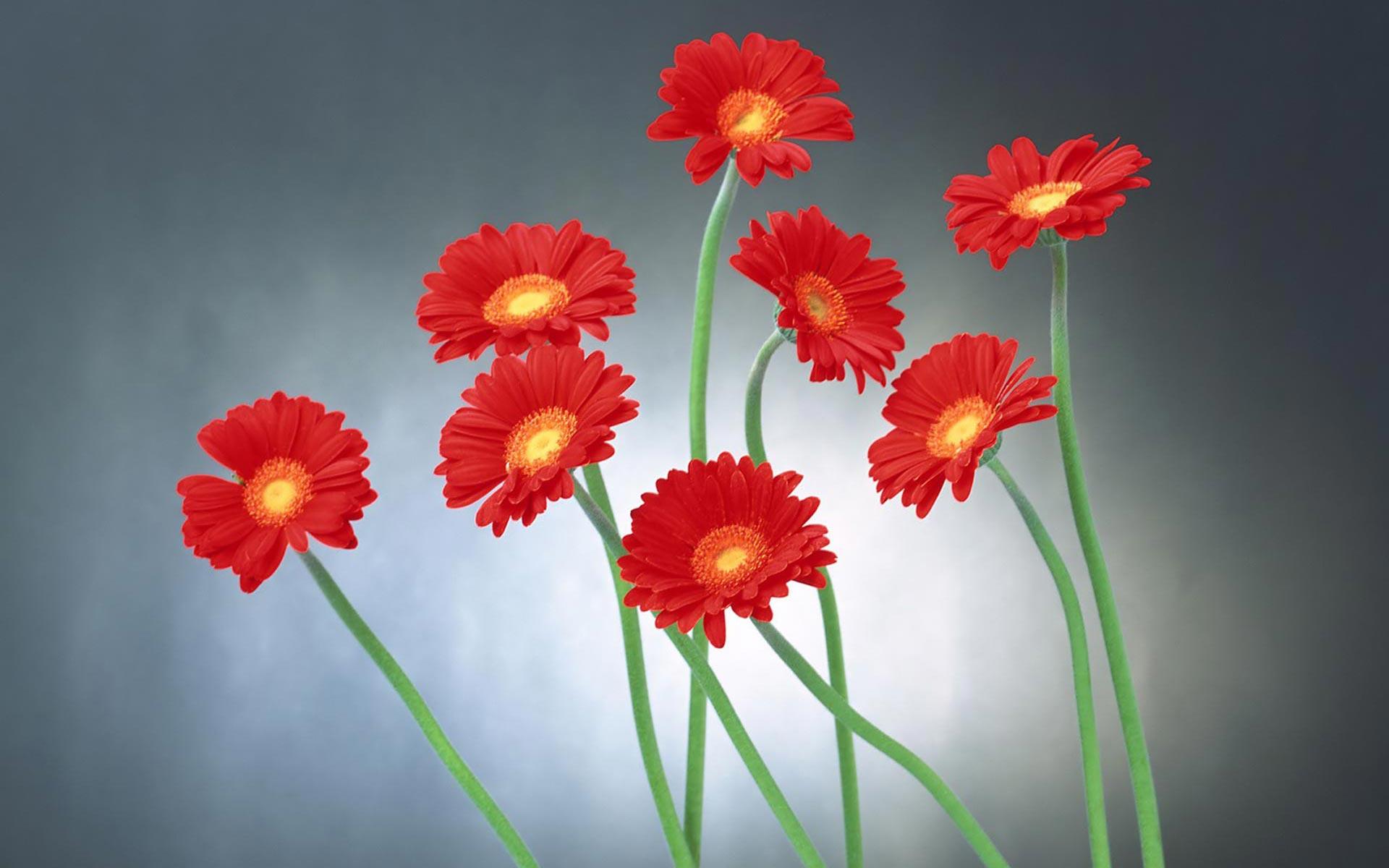 1920x1200 Unique Flower Wallpaper