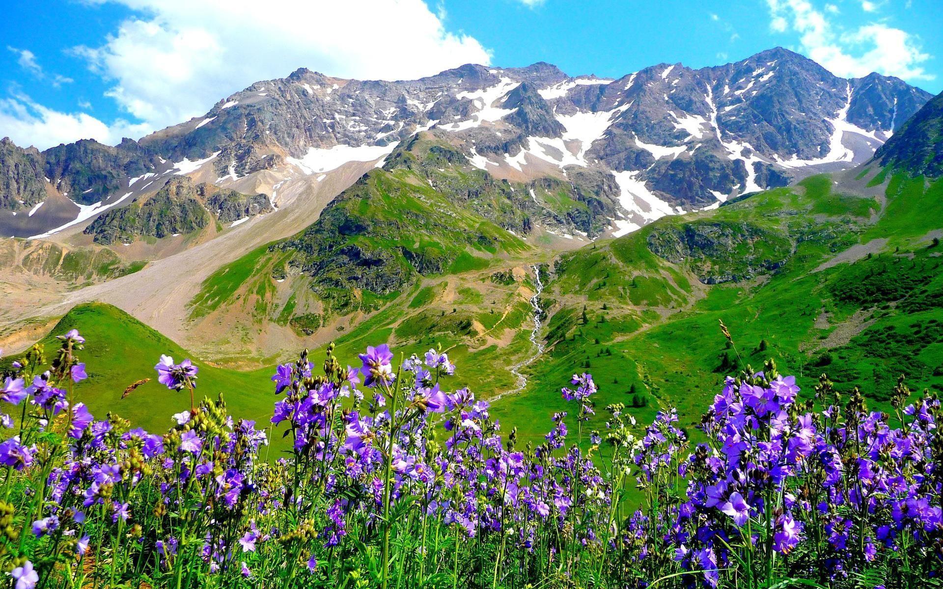 1920x1200 Spring Flowers Alps Wallpaper