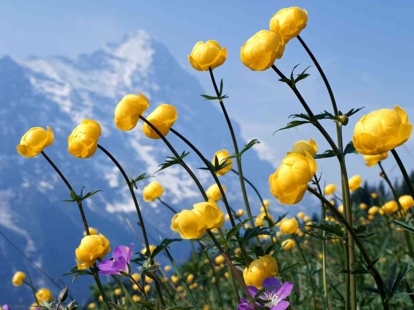 1600x1200 beautiful flowers wallpaper. Pretty Desktop Laptop Mobile HD