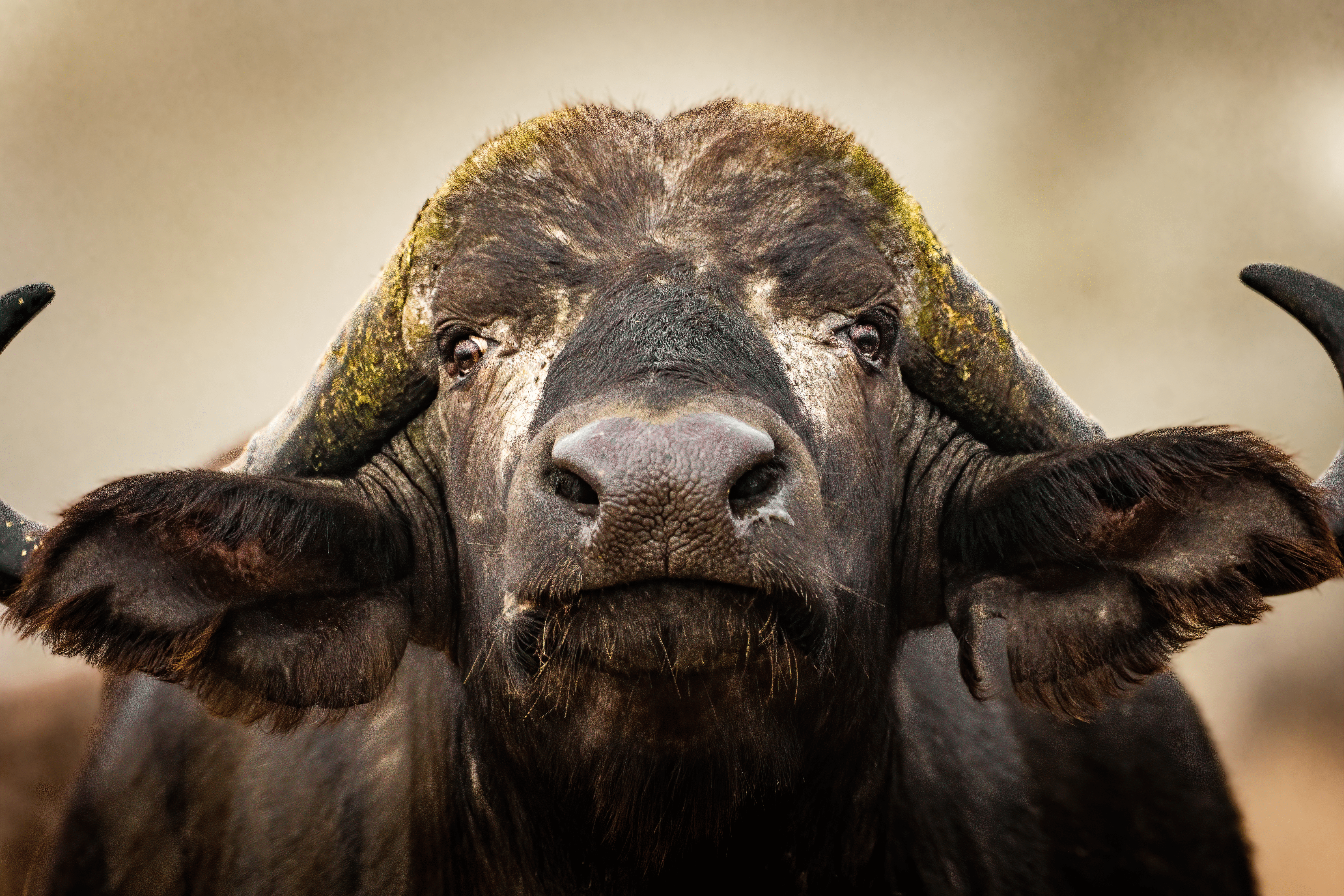6000x4000 Cape Buffalo Photo, Download The BEST Free Cape Buffalo & HD Image