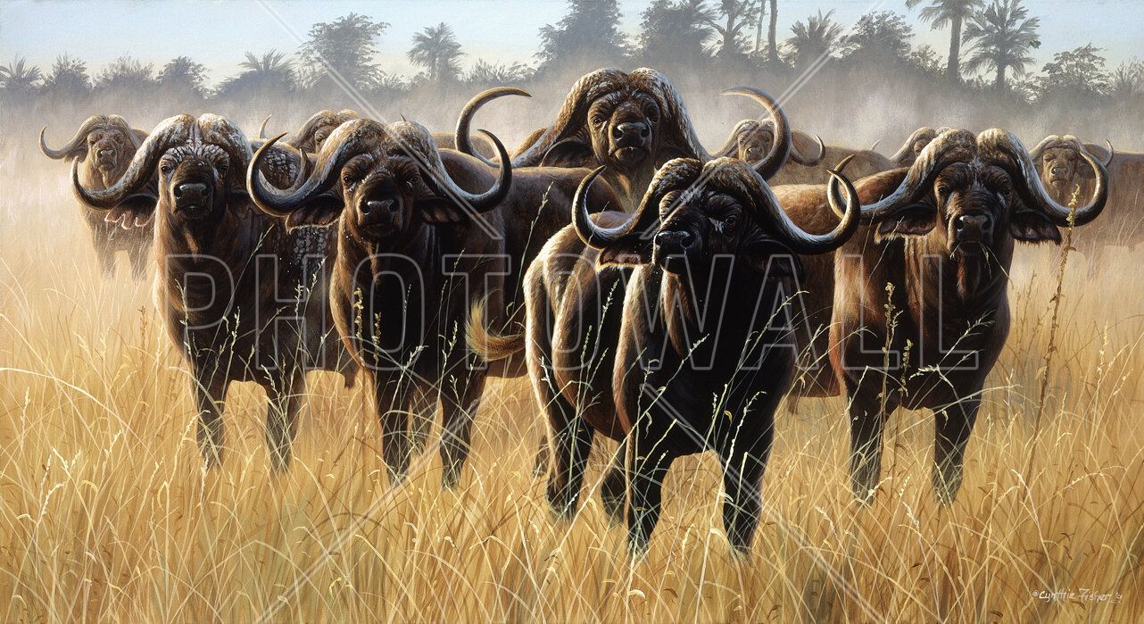 1282x699 Buffalo Herd