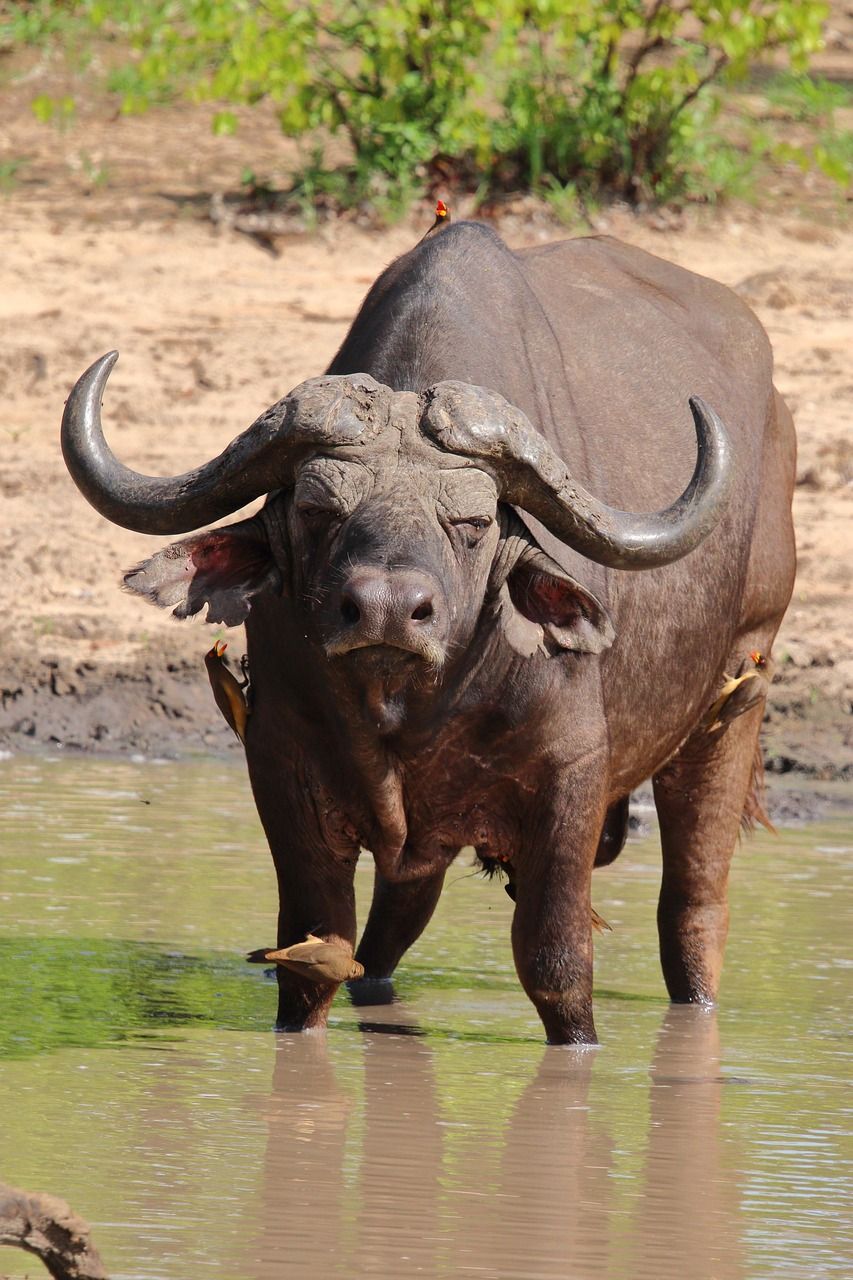 853x1280 Cape Buffalo African