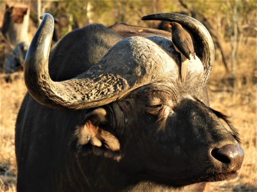 1024x768 Wildlife Spotlight: The Cape Buffalo