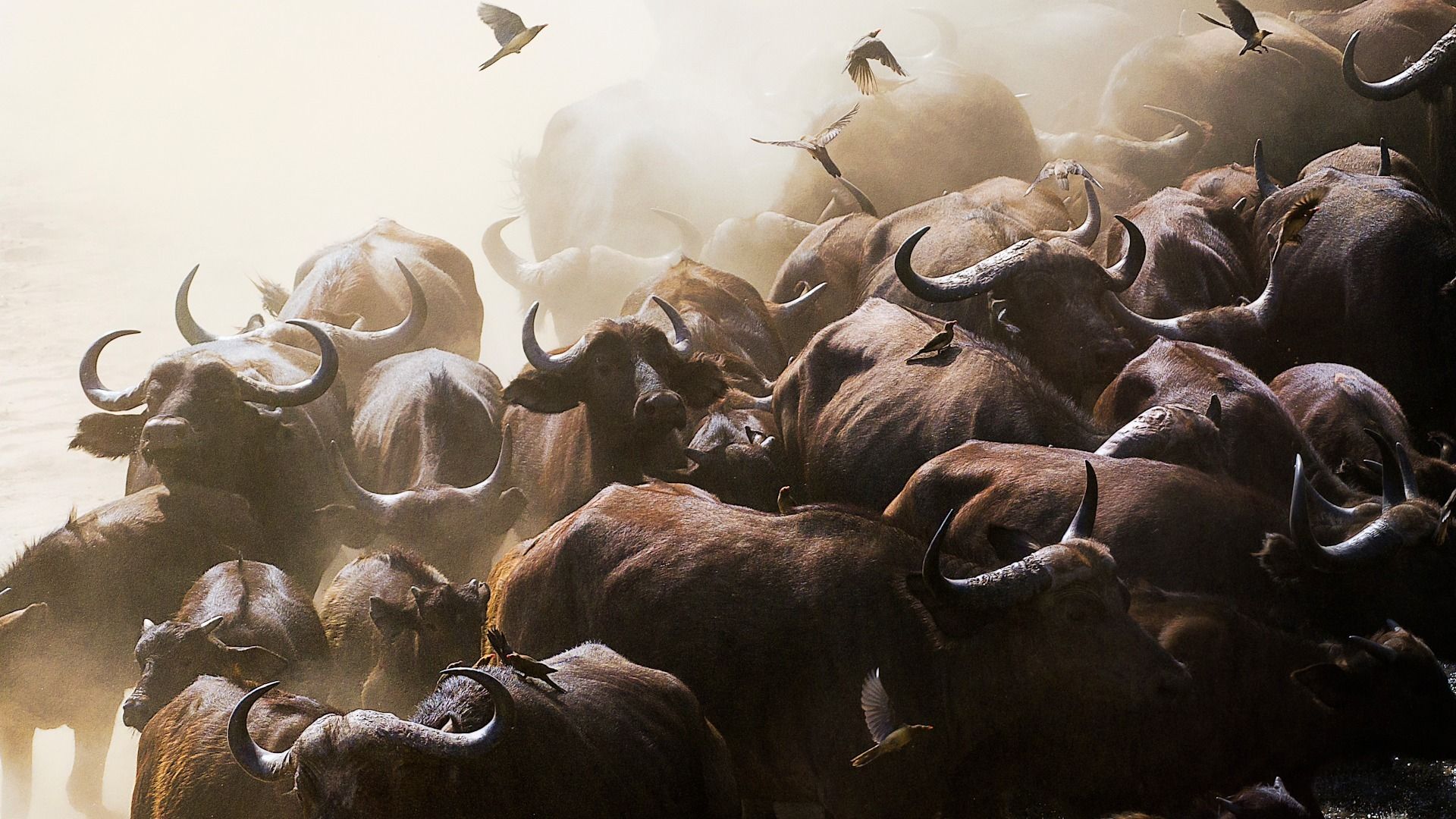 1920x1080 Discover the Powerful Cape Buffalo. &Beyond WILDwatch sightings