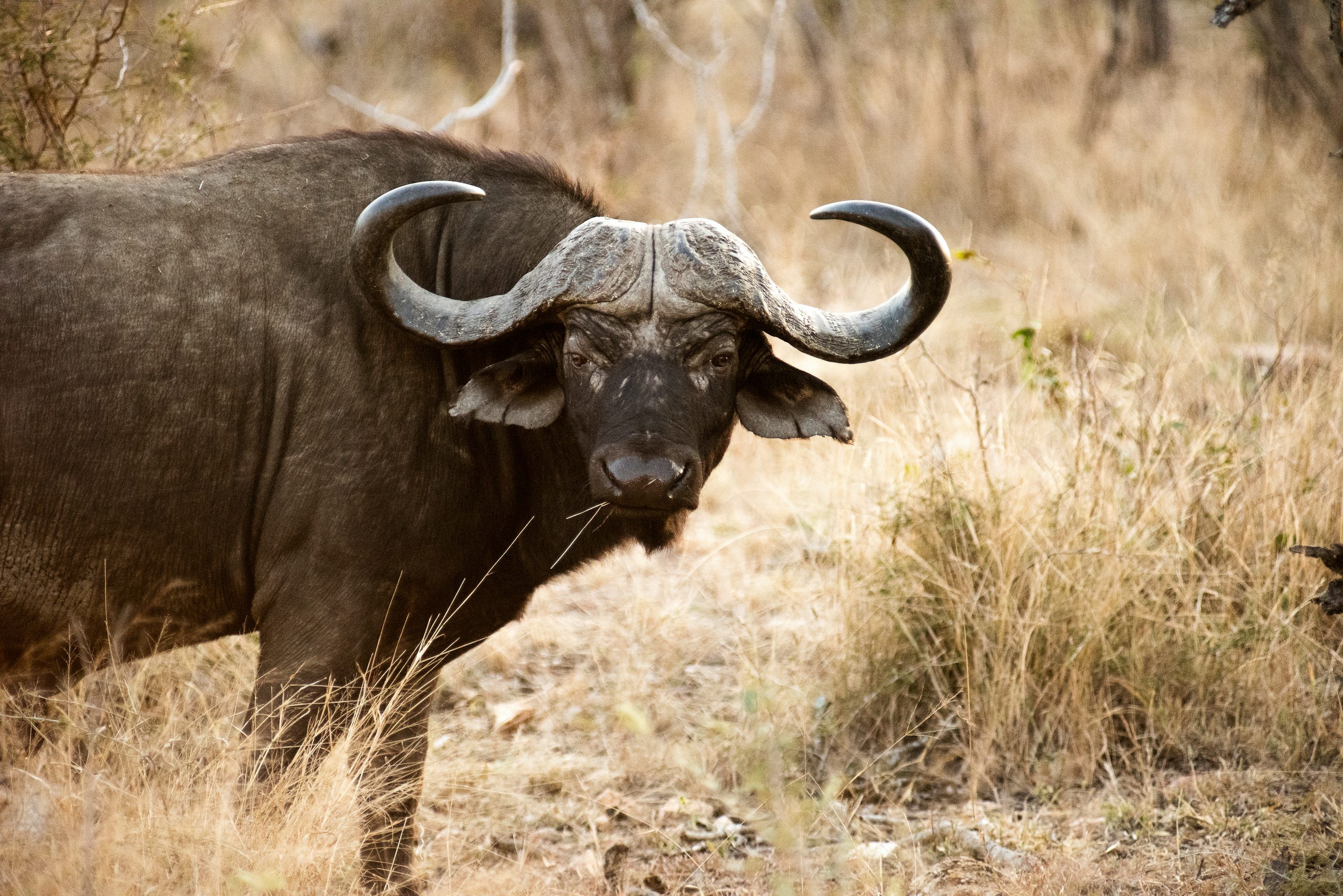 3000x2002 A large buffalo stands in dry grass. photo
