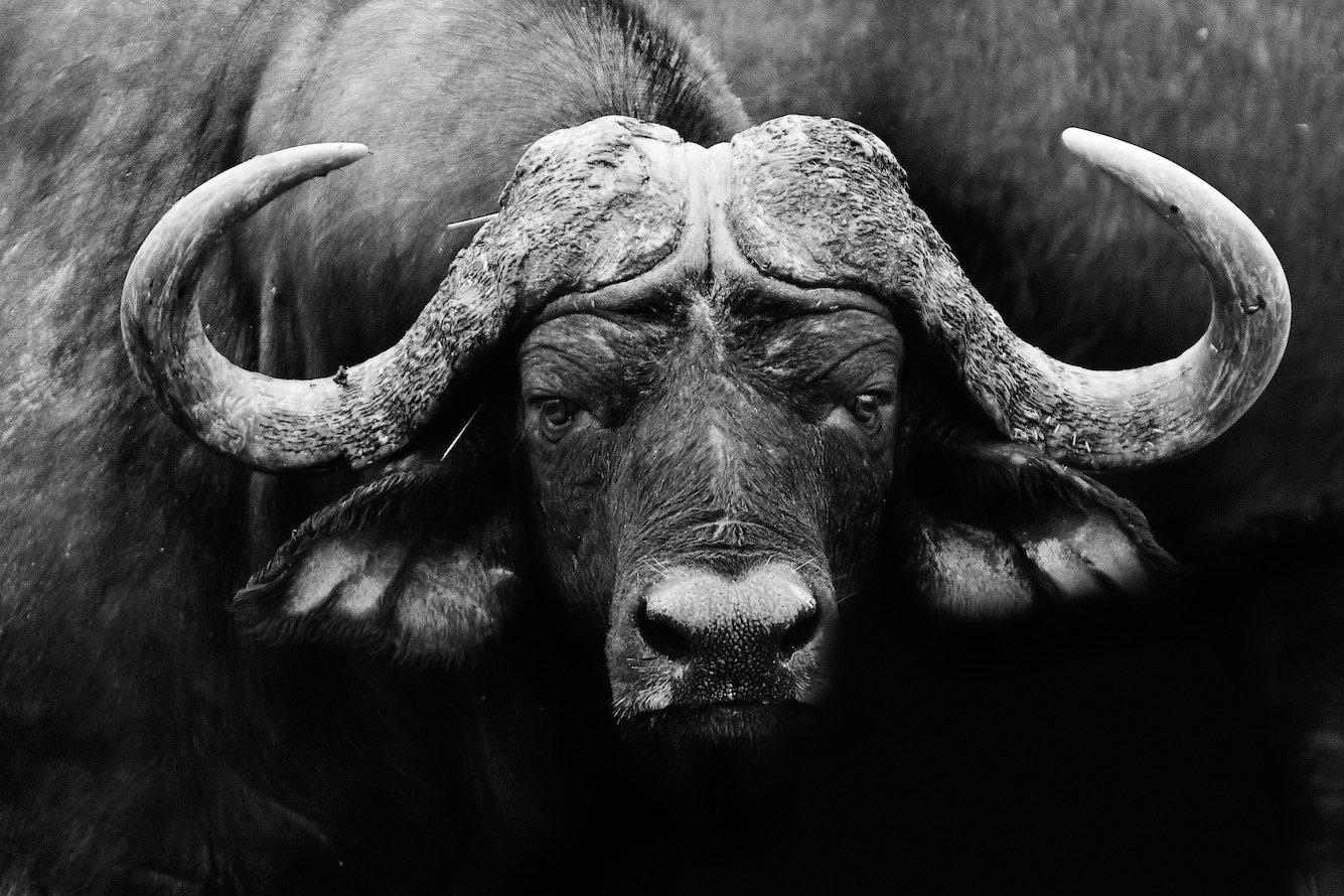 1335x890 Cape Buffalo Wall Art. Canvas & Framed Prints