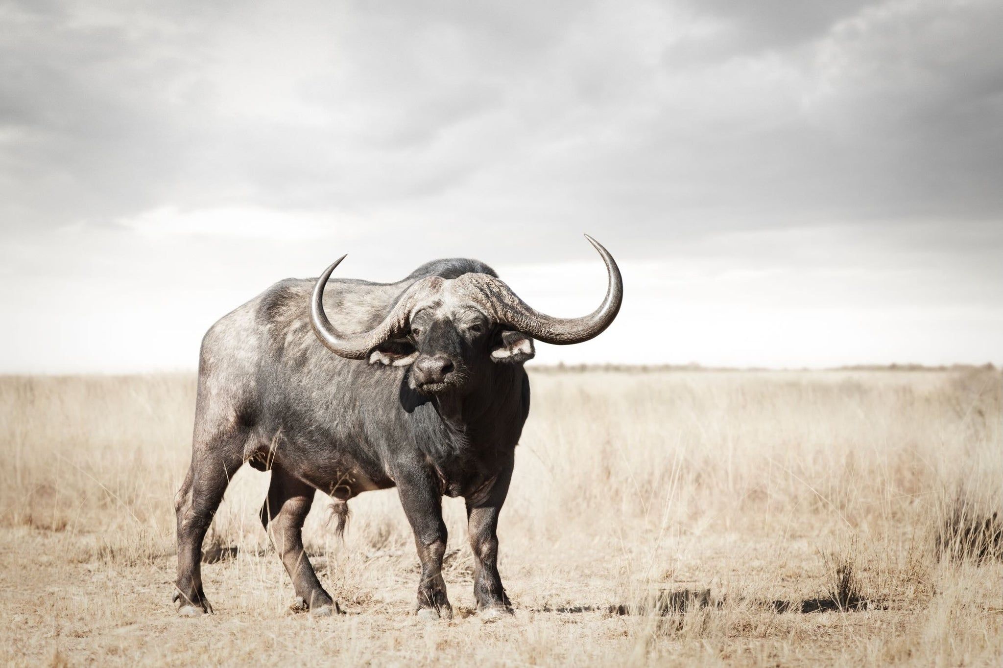 2048x1365 Broad Buffalo Wall Art. Canvas & Framed Prints
