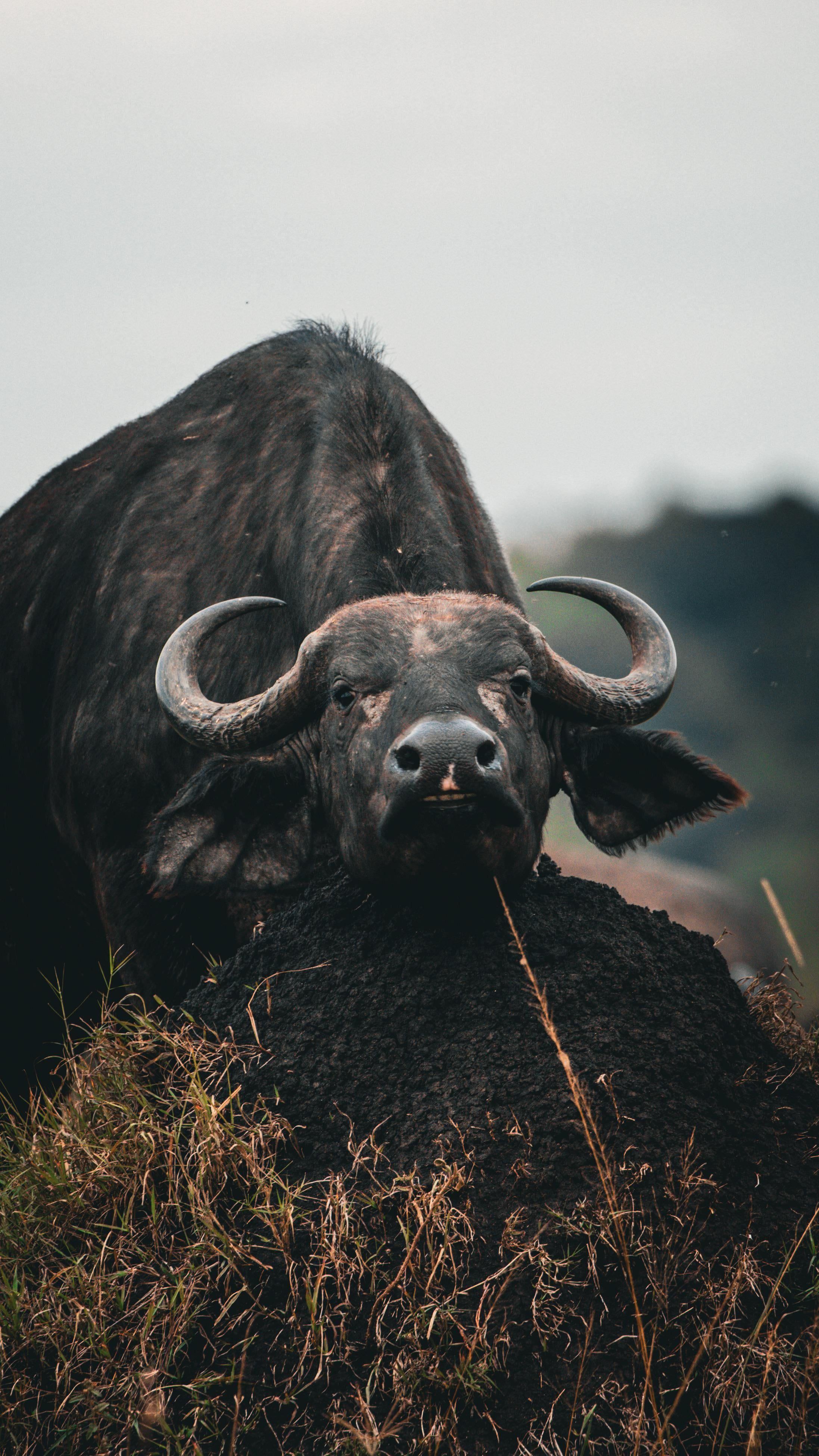 2194x3900 ITAP of a Cape Buffalo
