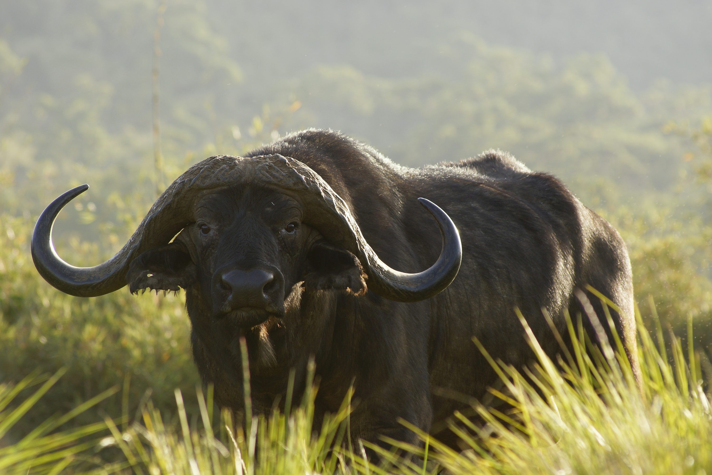 3000x2000 Black water buffalo on green grass field during daytime photo