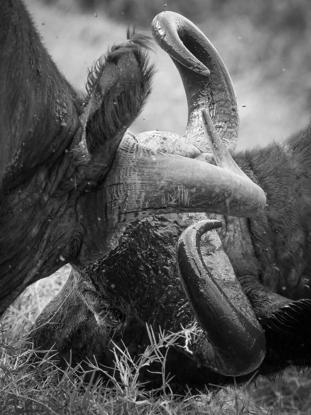 1080x1440 A series on Cape Buffalo. Which ones do you like most?