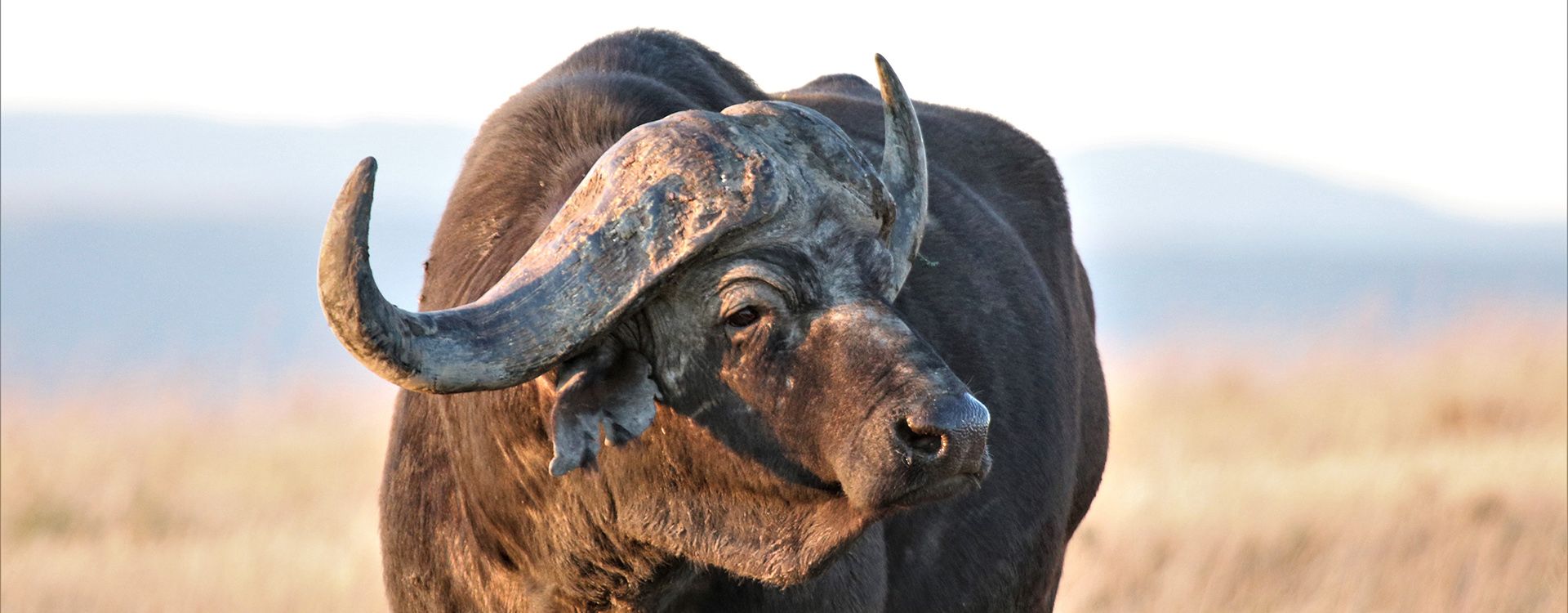 1920x750 Cape Buffalo Hunts. John X Safaris