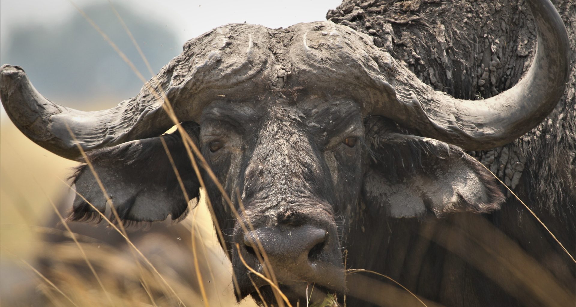 1920x1024 Cape Buffalo: An Object Lesson