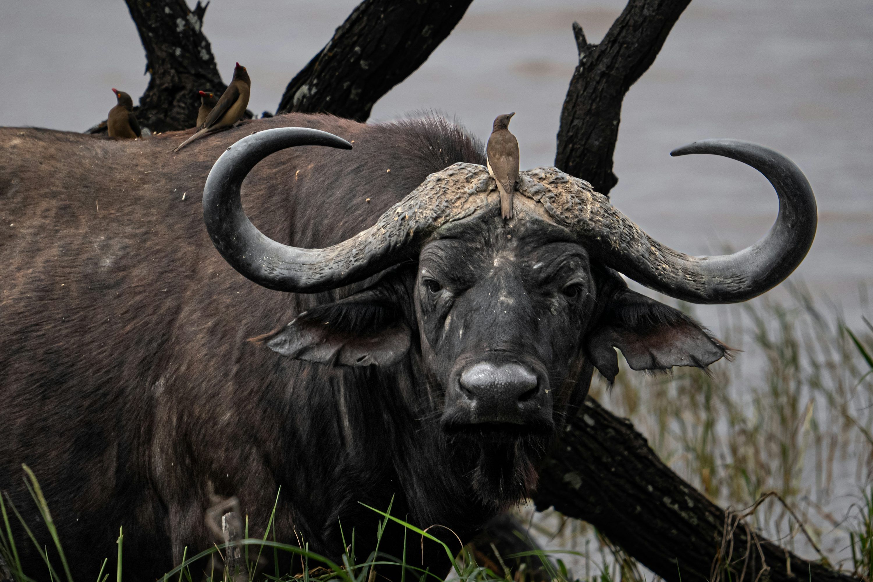 3000x2000 Black buffalo near tree photo