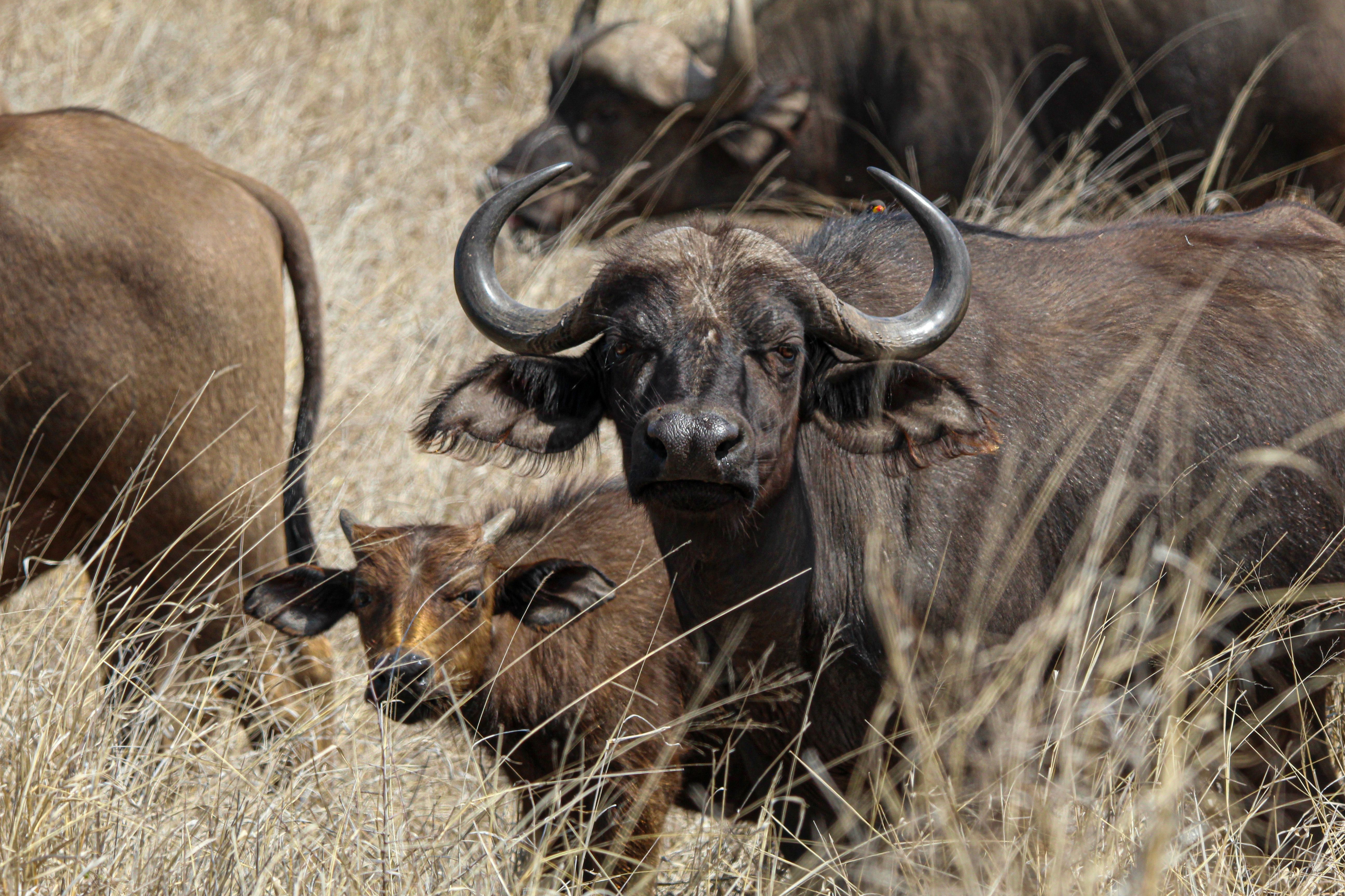 5184x3456 Cape Buffalo Herd in South African Grasslands · Free