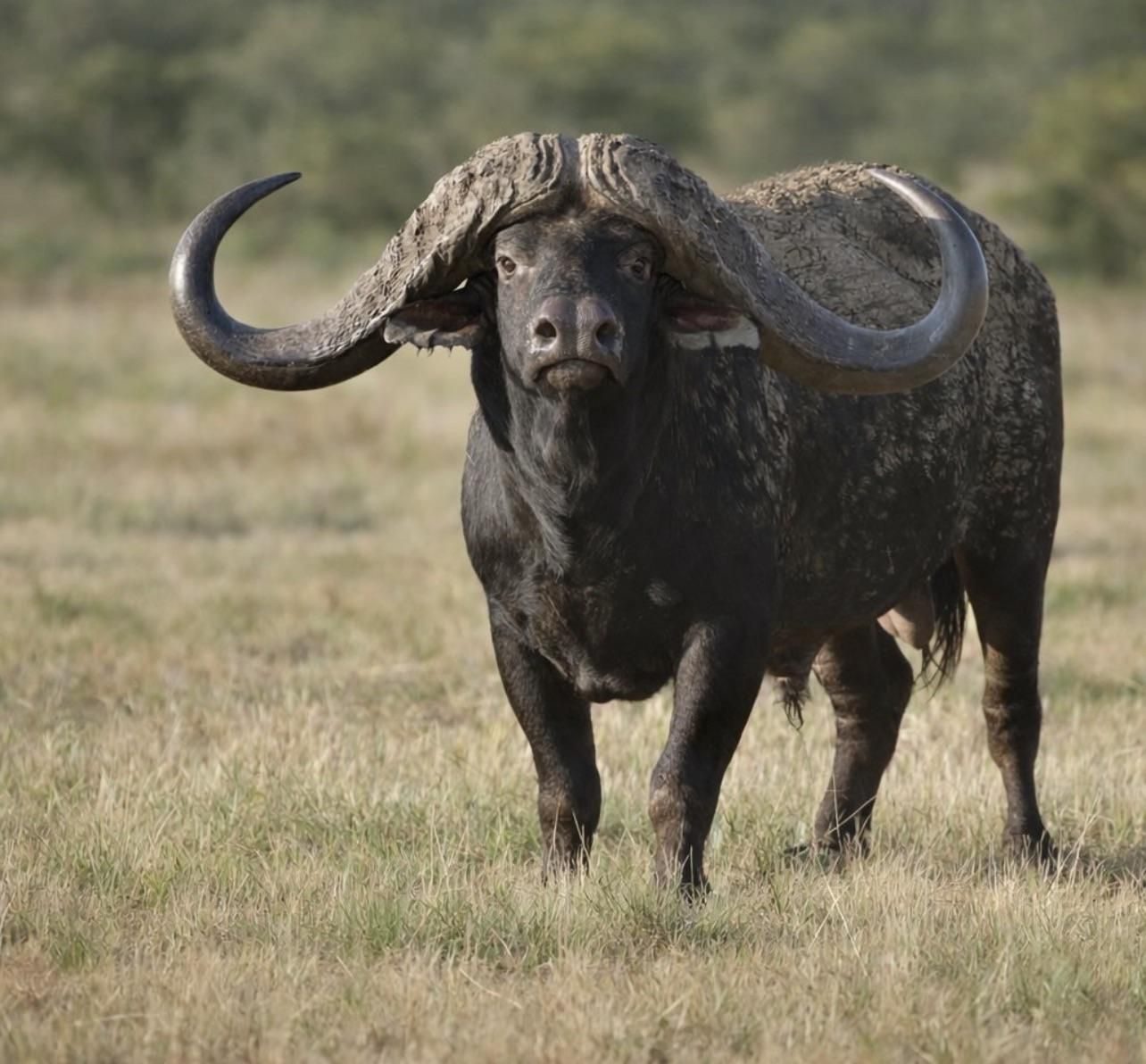 1284x1192 Bull Cape buffalo with gigantic horns