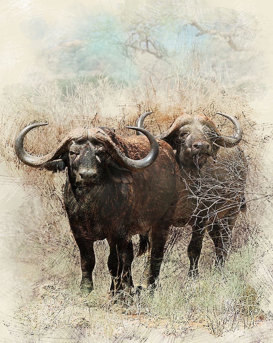 910x1143 African buffalo 1080P, 2K, 4K, 5K HD wallpaper free download