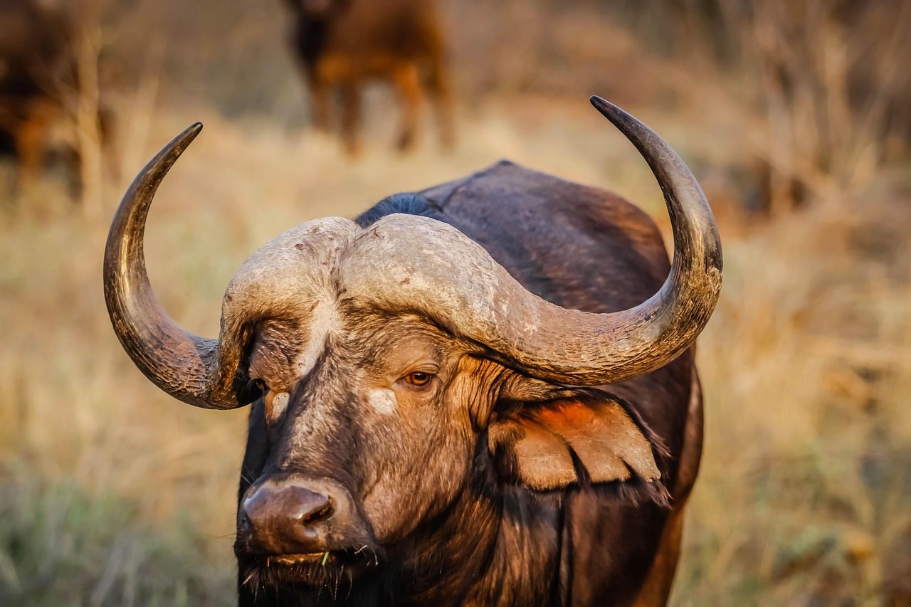 1280x853 Free Cape Buffalo & Buffalo Image