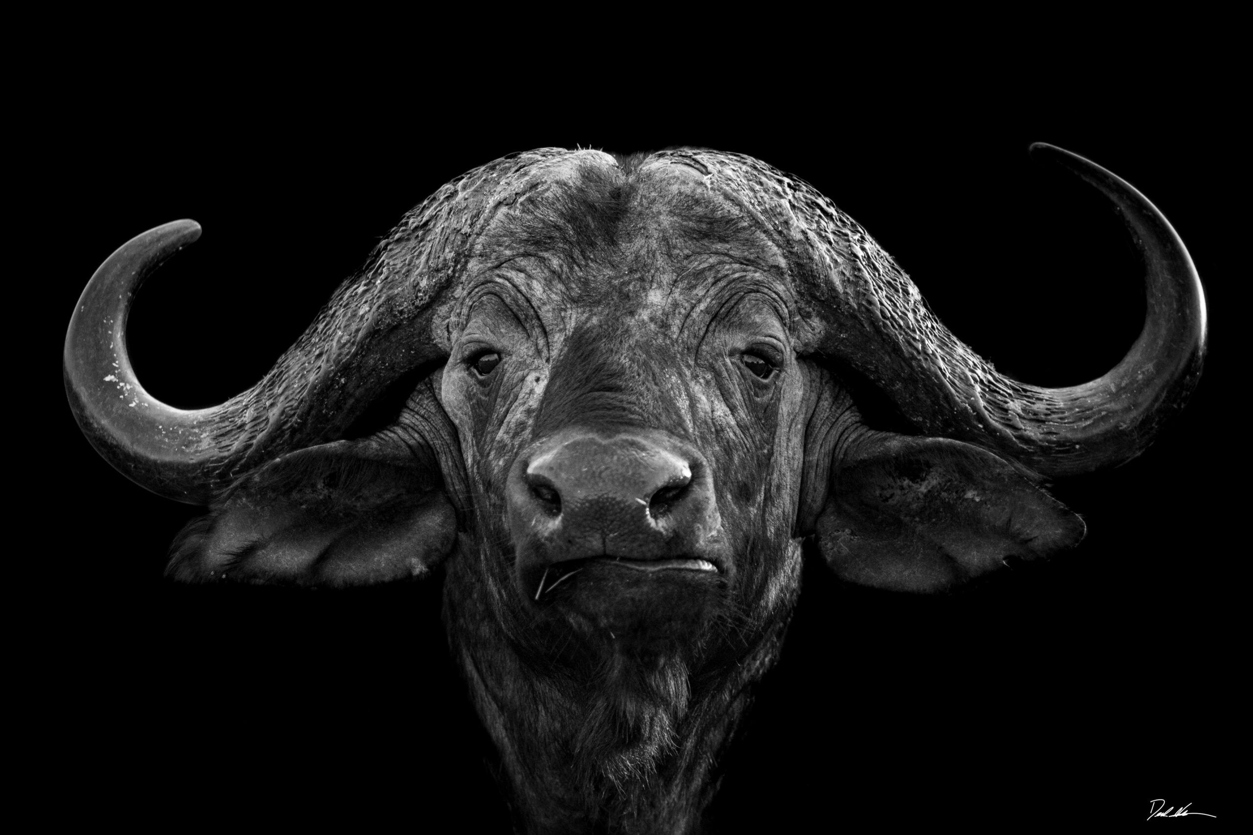 2560x1707 Fearless. Derek Nielsen Photography
