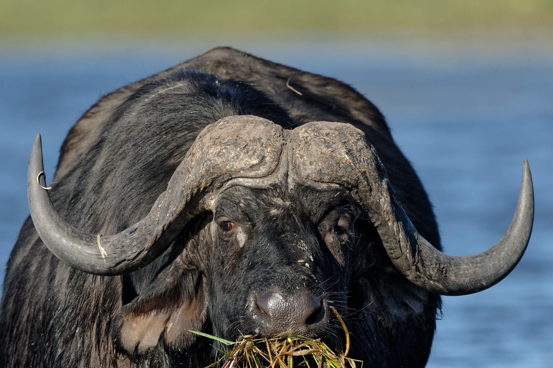 1820x1213 Chobe's water loving buffaloes. Howie's Wildlife Image