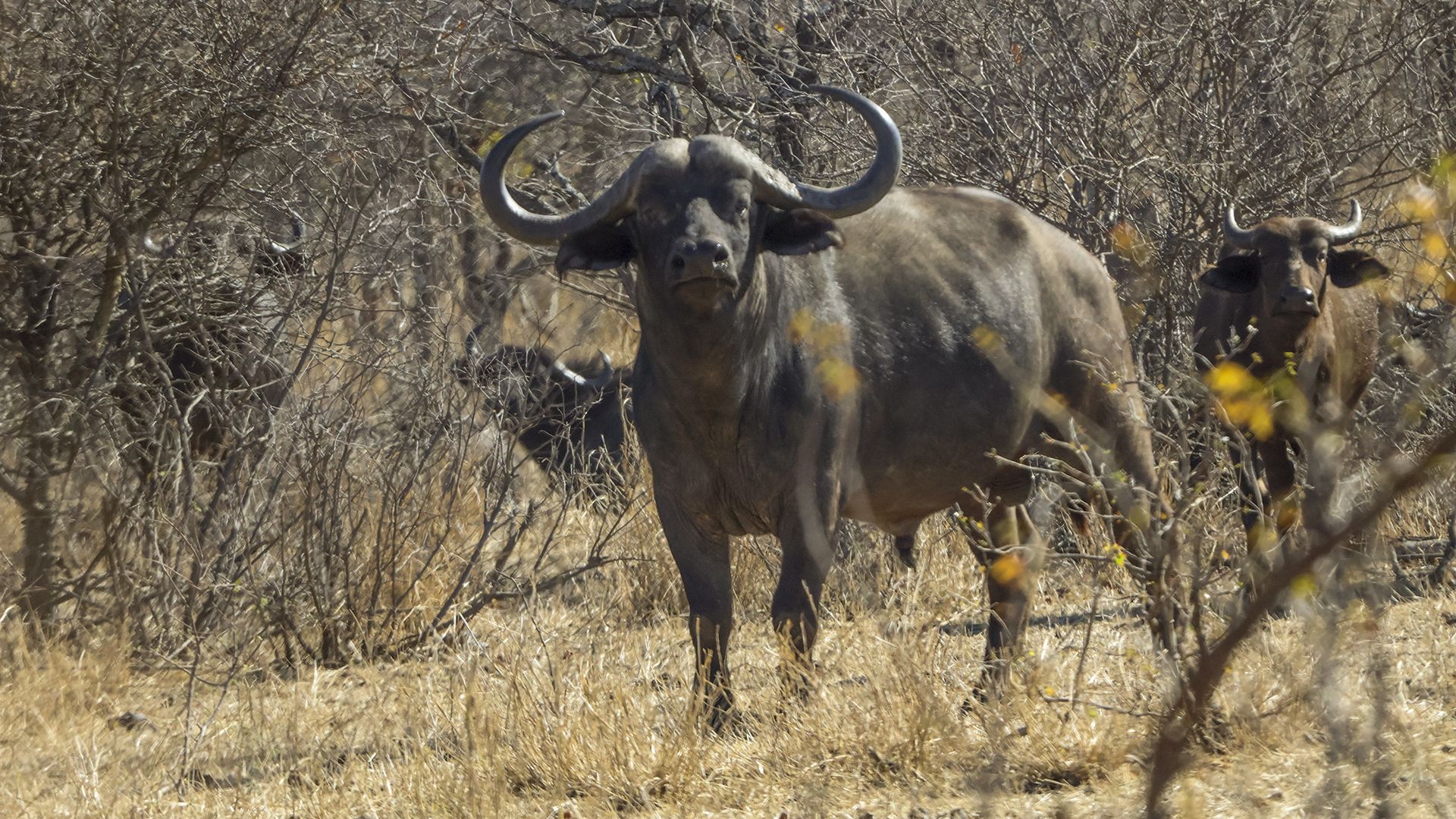 1920x1080 Cape Buffalo Hunt: The Measure of Memories. An Official Journal Of