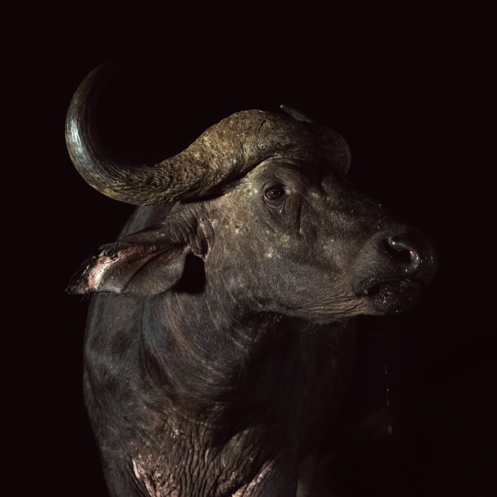 1024x1024 Cape Buffalo Jones Wildlife Photography
