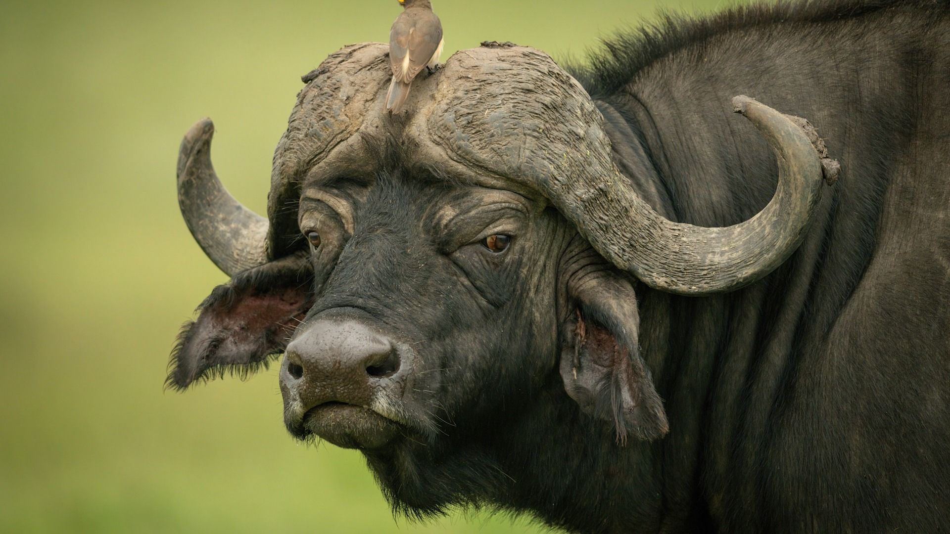 1920x1080 Discover the Powerful Cape Buffalo. &Beyond WILDwatch sightings
