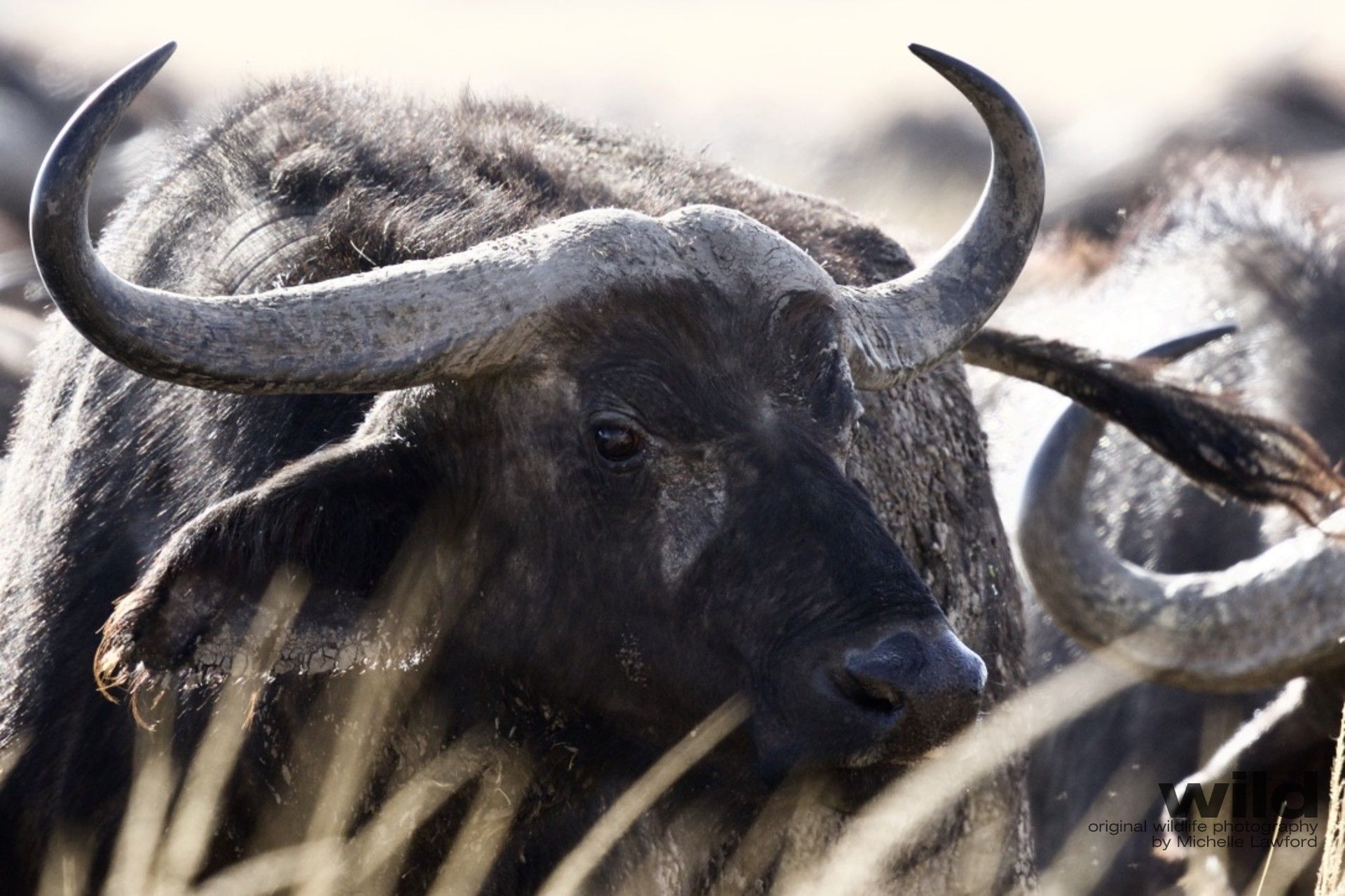 1920x1280 Cape Buffalo