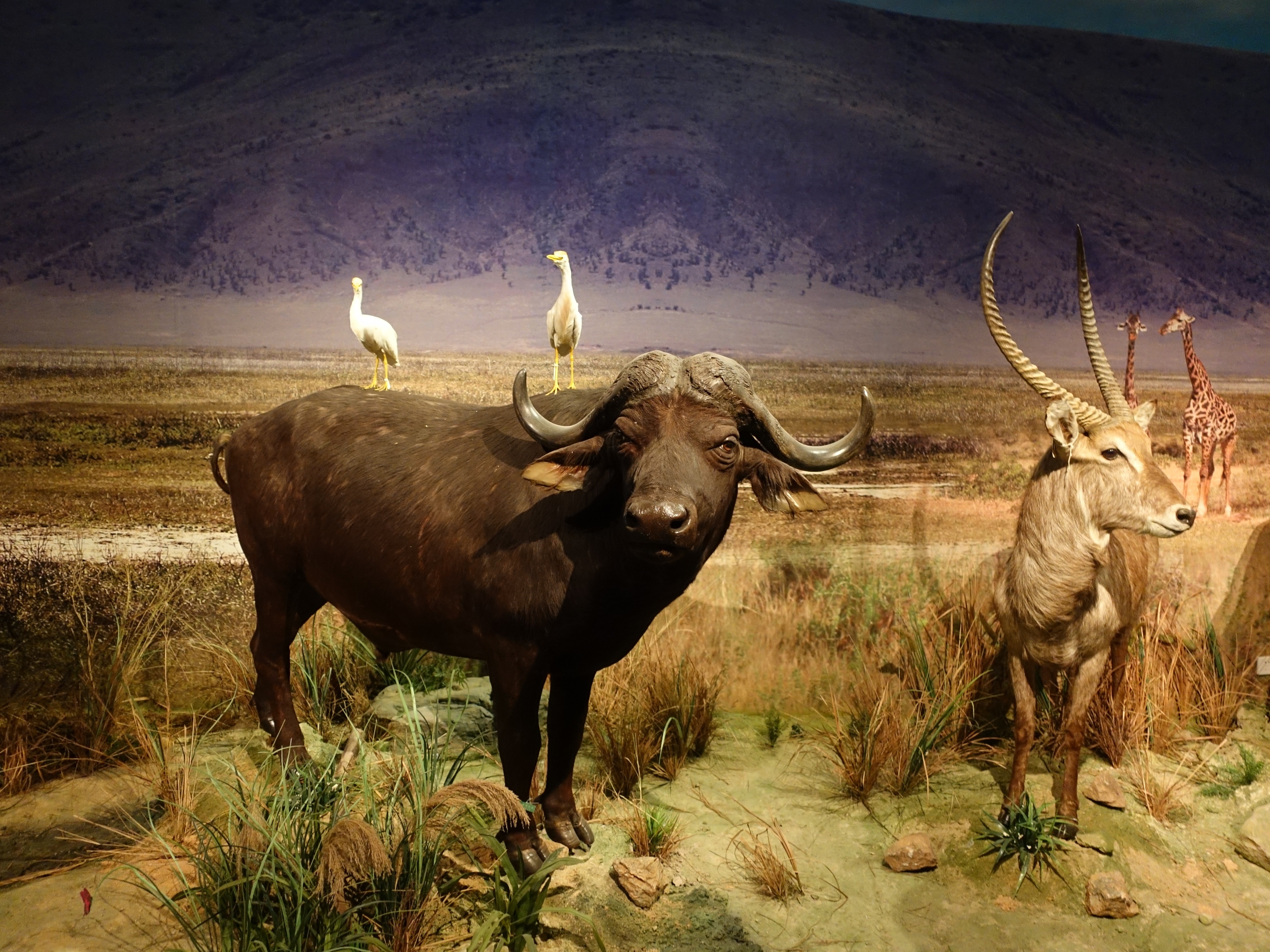 4864x3648 african buffalo free image