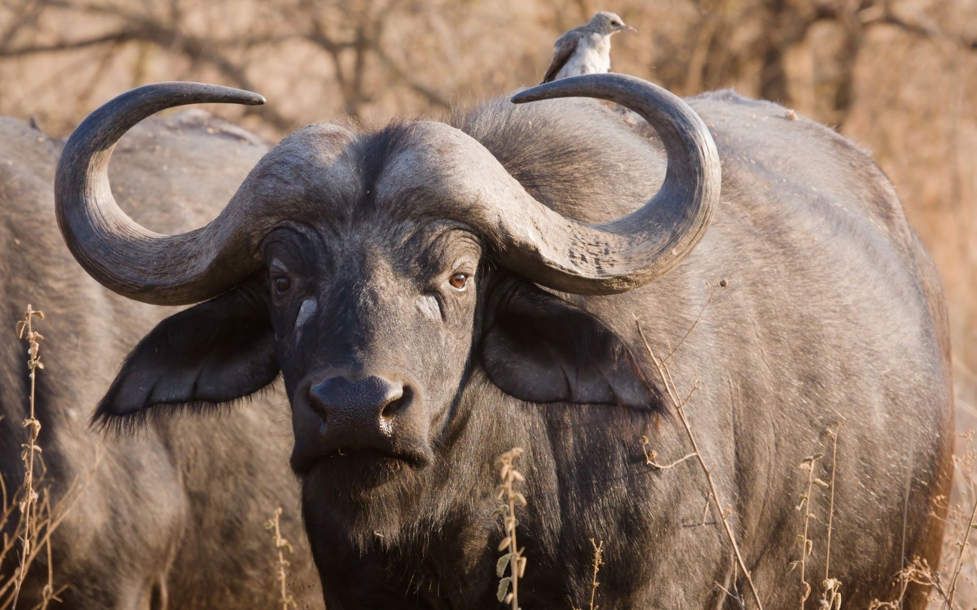 1920x1200 Free African Buffalo 4K Wallpaper & Desktop HD Background for PC