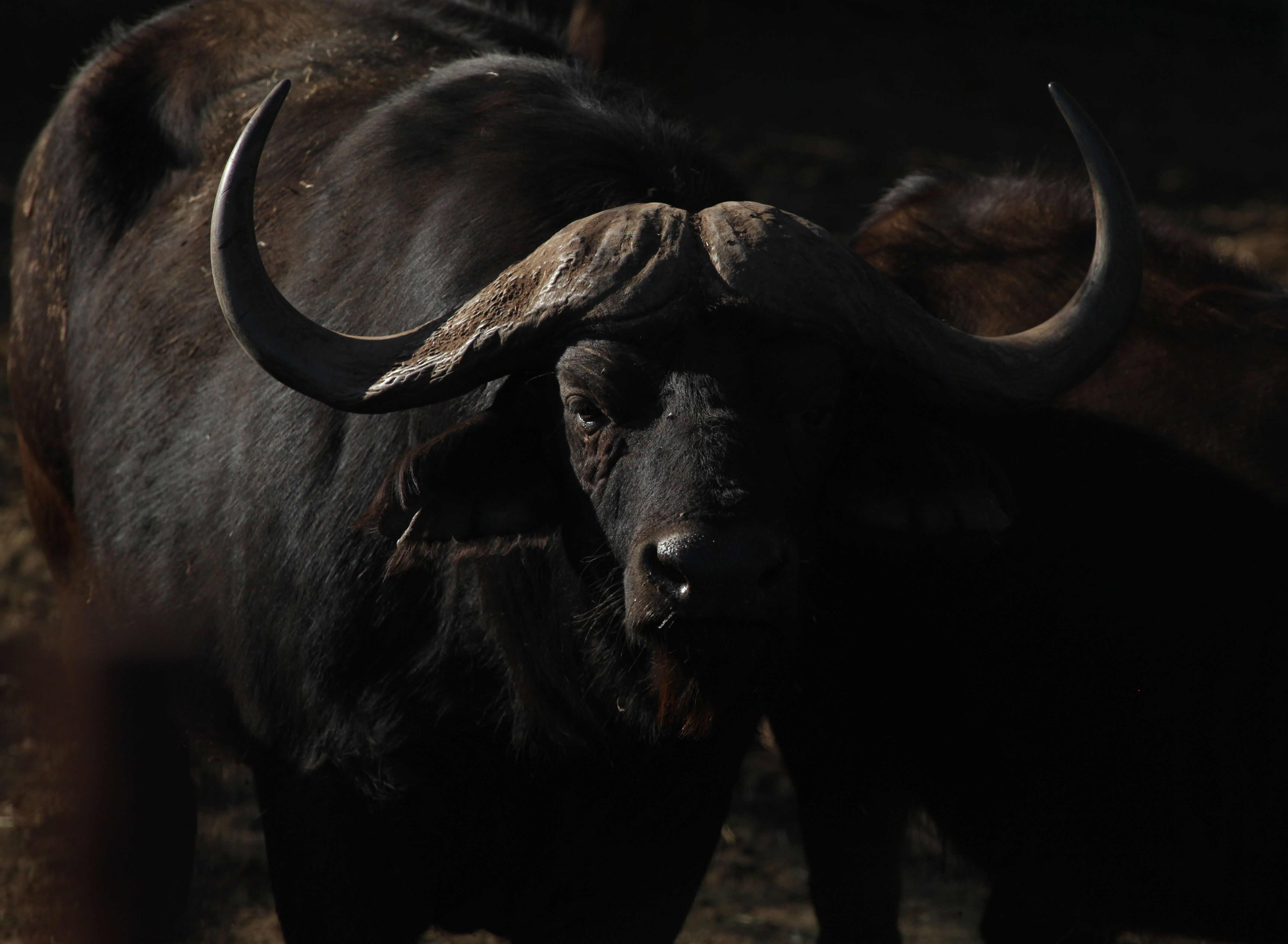 4746x3480 Texas big game hunter killed while stalking African Cape buffalo