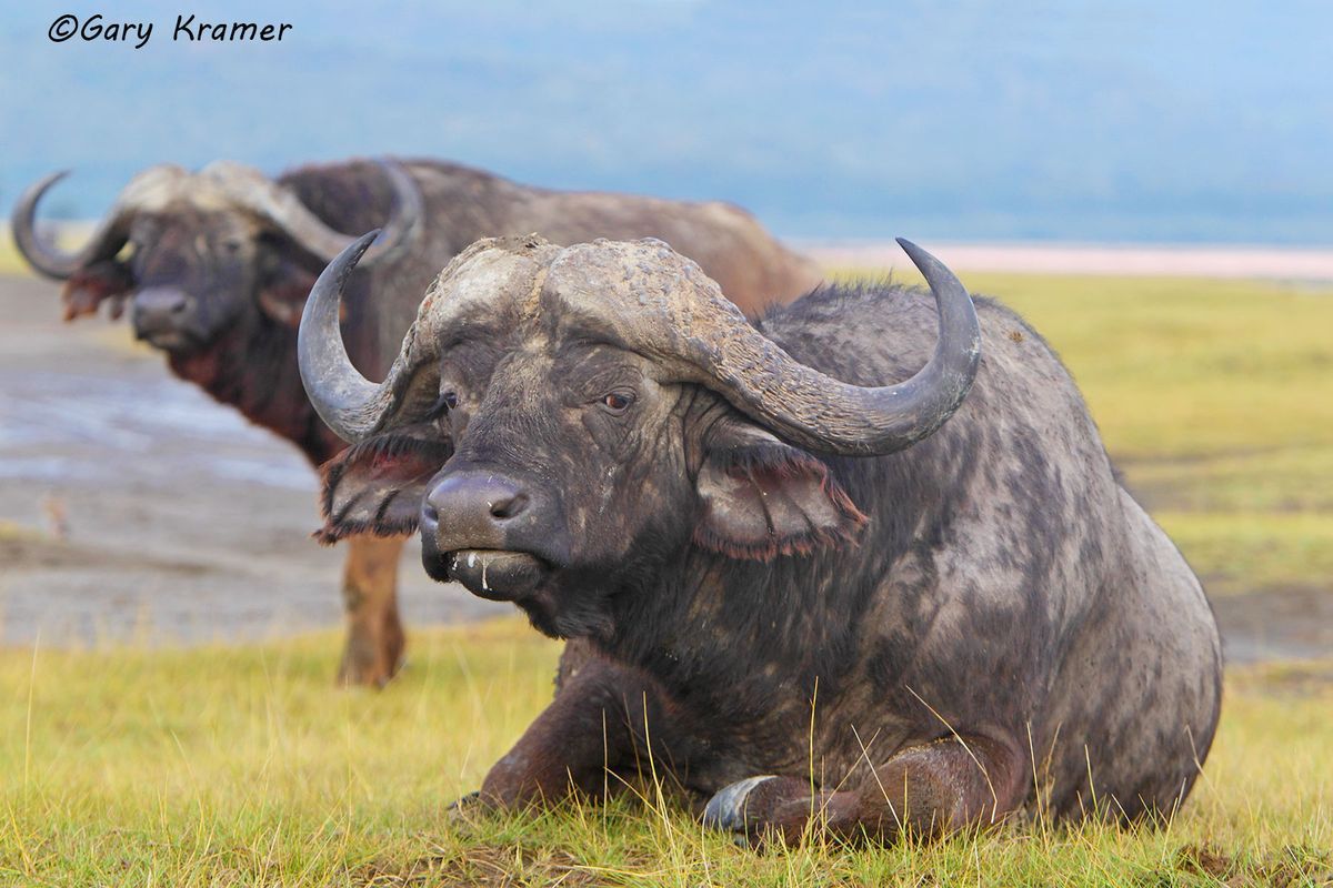 1200x800 Cape Buffalo Kramer Photographer / Writer