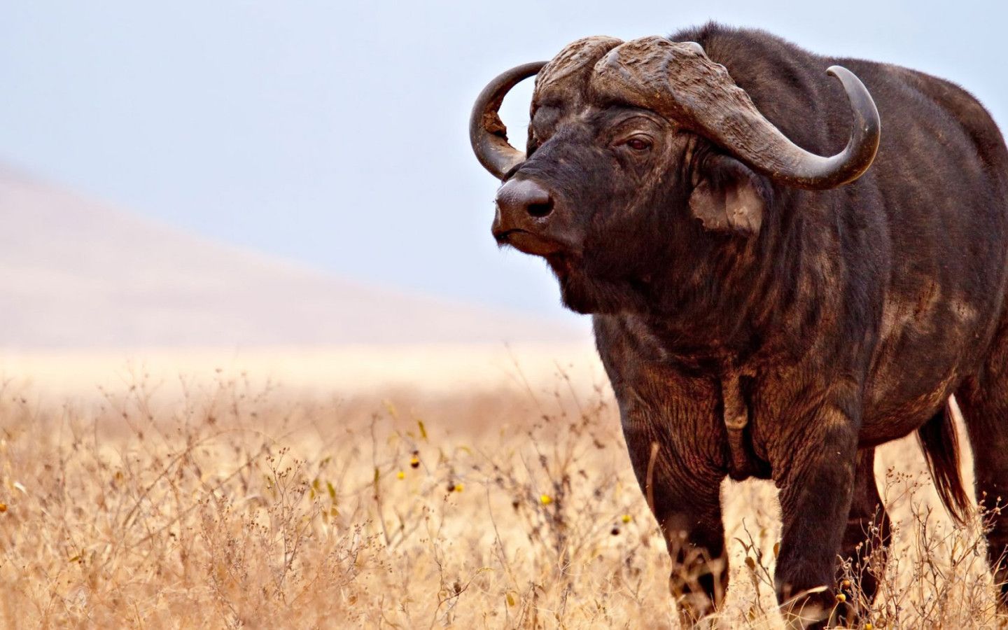 1440x900 African Buffalo Wallpaper 1680x1050 80988