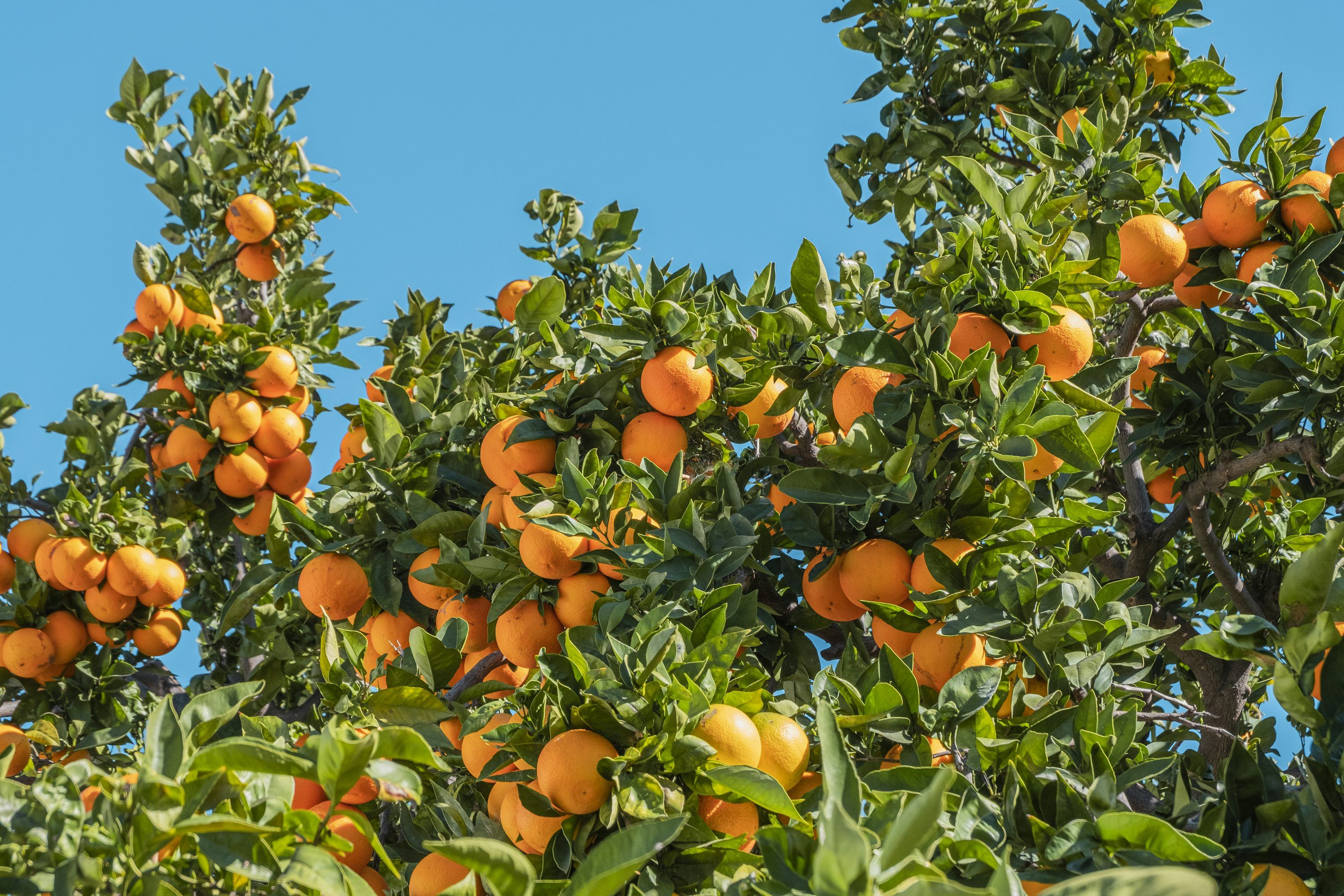 3000x2000 Fruit Tree Picture. Download Free Image