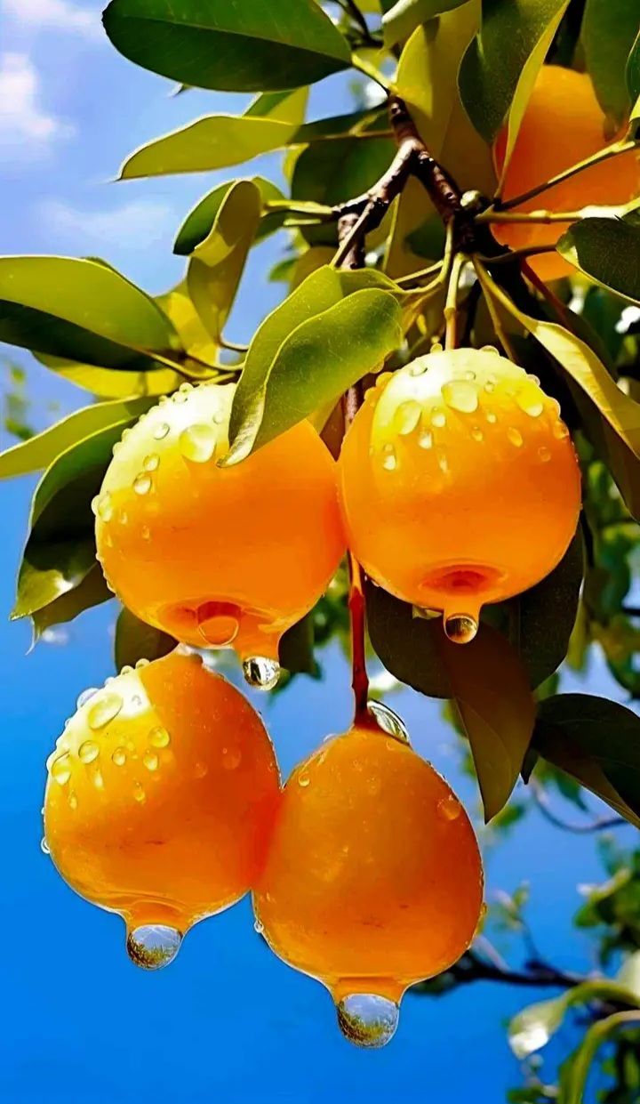 720x1241 Oranges Hanging from Tree. Fruit Garden Image. Fruit on tree photography, Yellow fruits, Fruits image