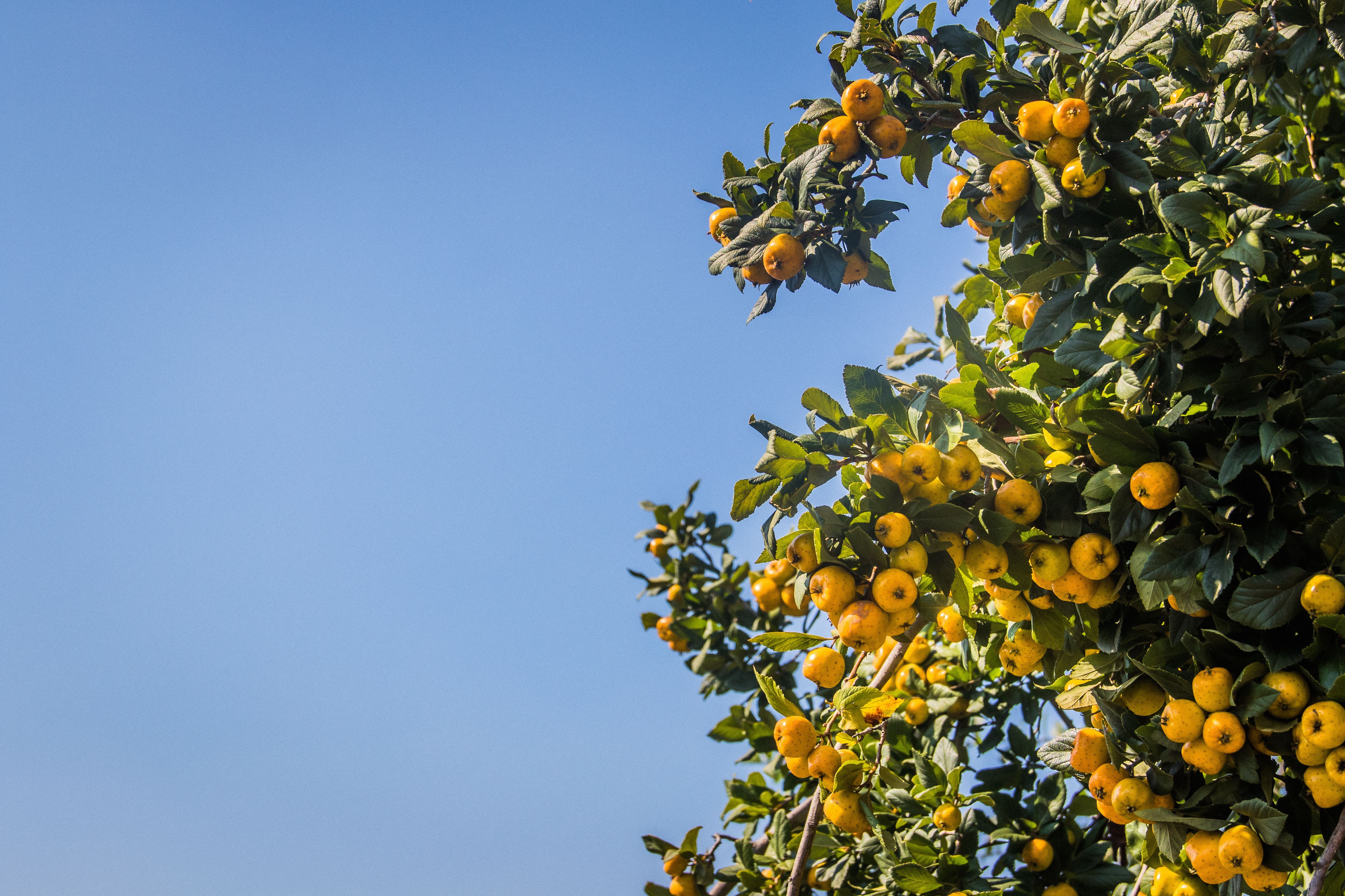 5472x3648 Kumquat Fruits · Free