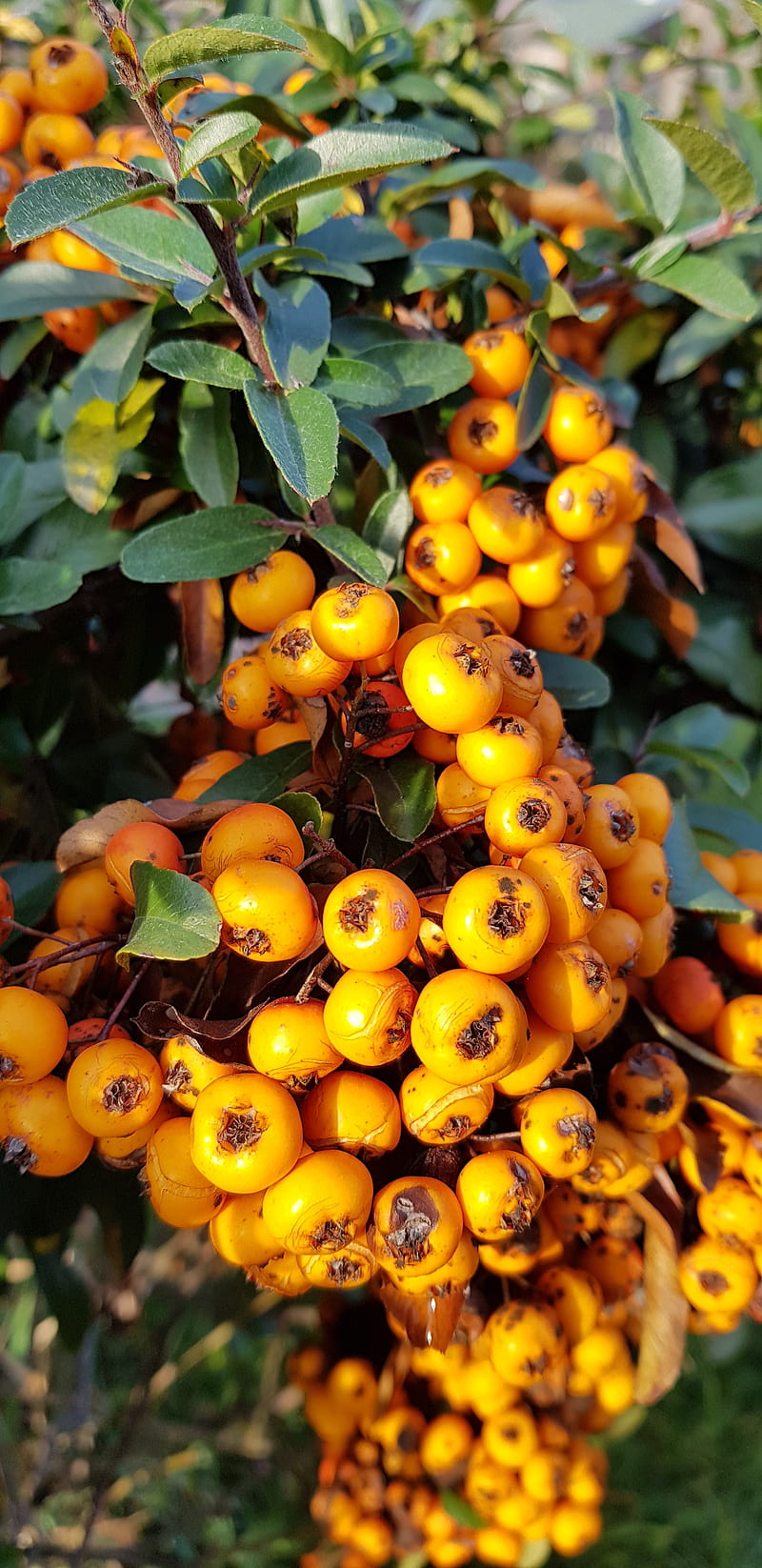 800x1646 Fruit, tree, orange, green, nature, new, november, s HD phone wallpaper