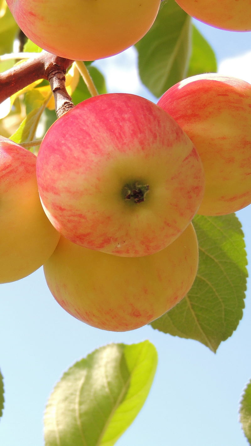 800x1422 HD fruit on tree wallpaper