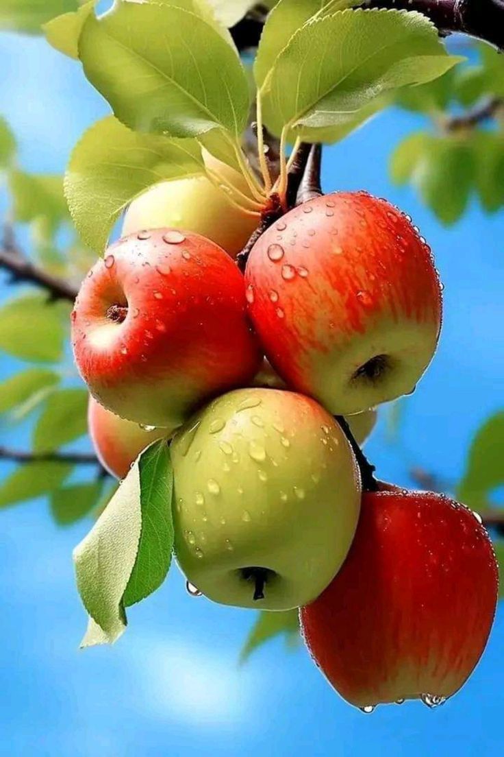 736x1104 Three Apples On Tree Branch With Water Droplets. Nature Inspired Fruit Photography, Fruits Image Beautiful