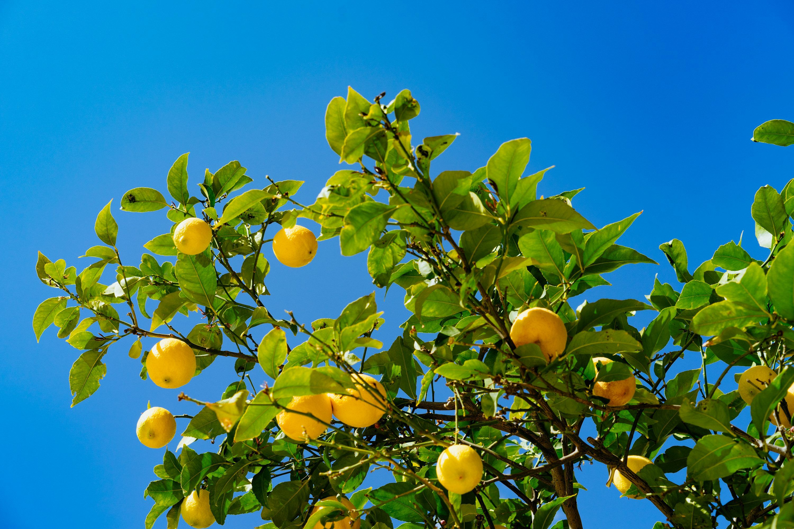 3000x2000 Orange fruits under blue sky photo